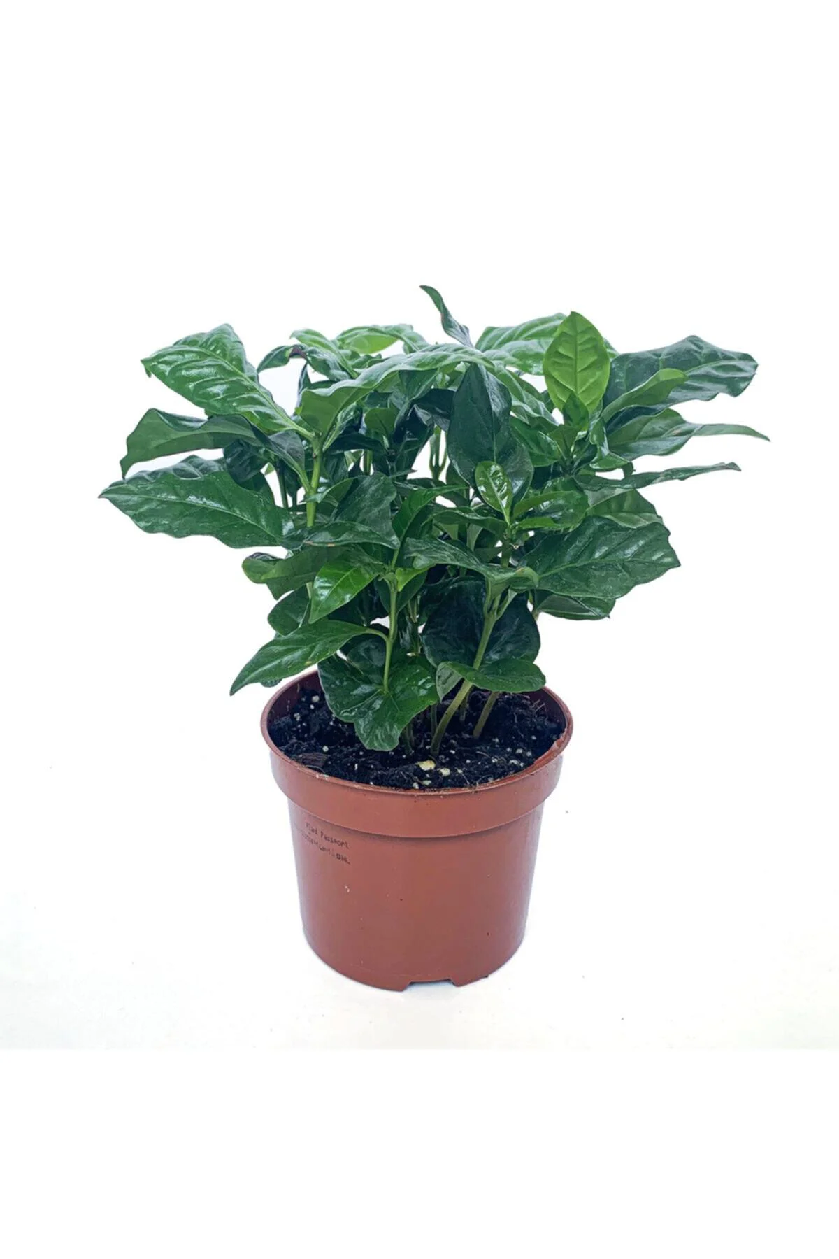 Kahve Ağacı Bitkisi - Coffea Arabica