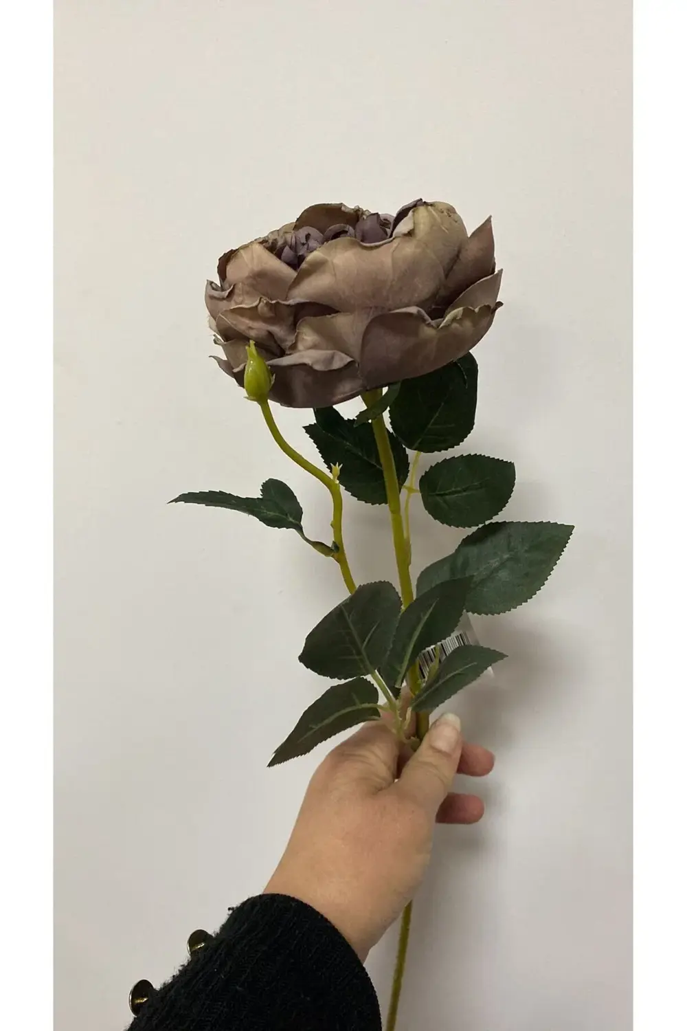 Kahve Austın Gülü 60 cm