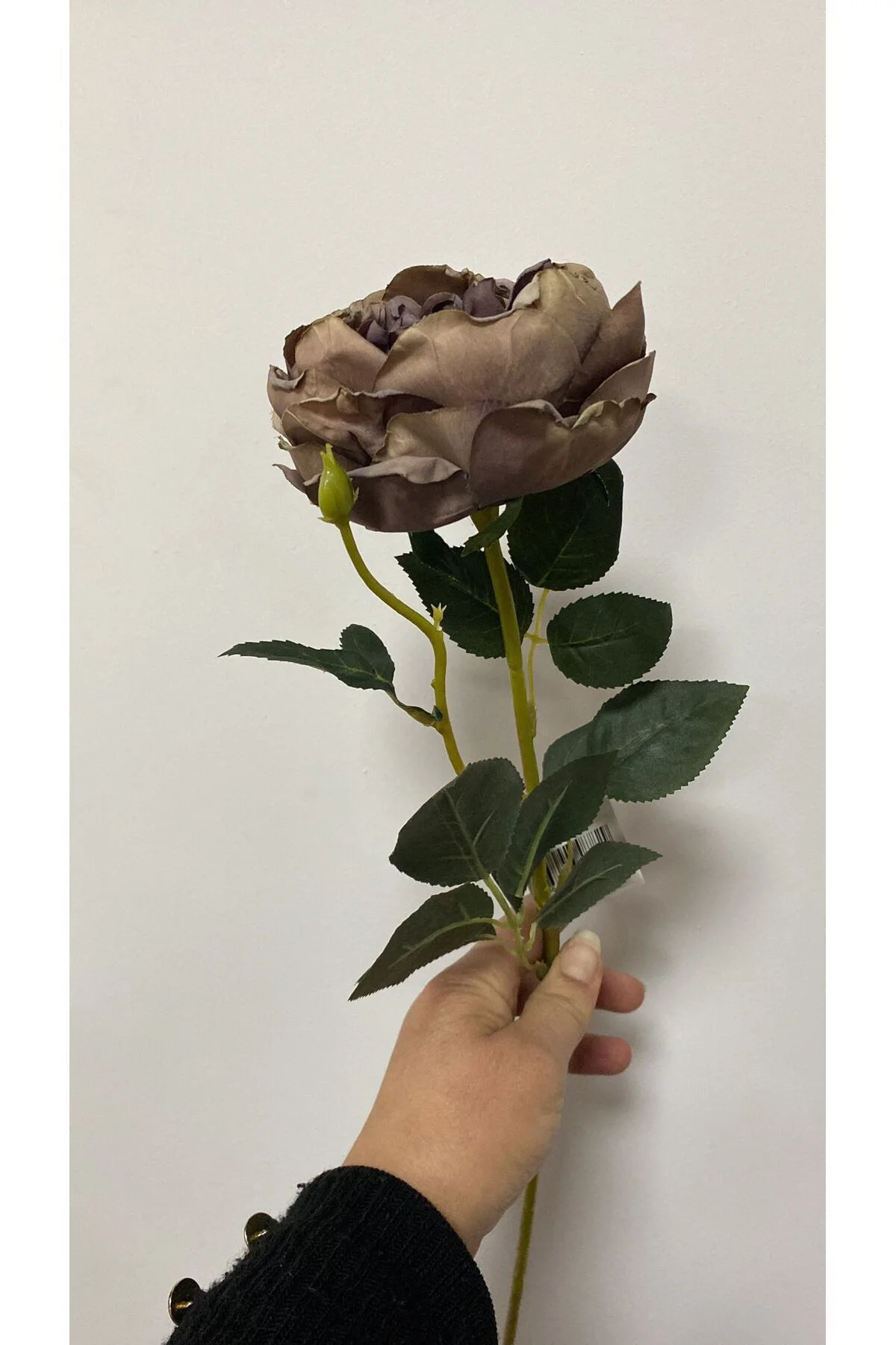 Kahve Austın Gülü 60 cm