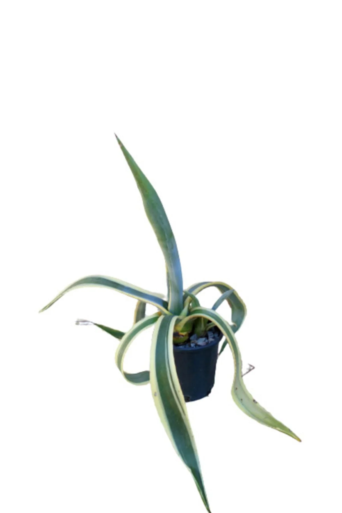 Kaktüs Agave