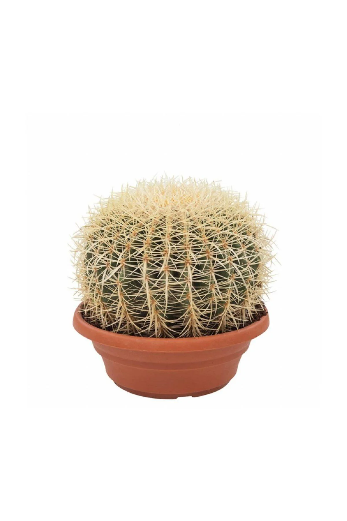 Kaktüs Cactus Echinocactus Grusonii Kaynana Oturağı Altın Fıçı Kaktüs Ev Bitkisi Salon Ofis Bitkisi Kaktüs Cactus Echinocactus Grusonii Kaynana Oturağı Altın Fıçı Kaktüs Ev Bitkisi Salon Ofis Bitkisi