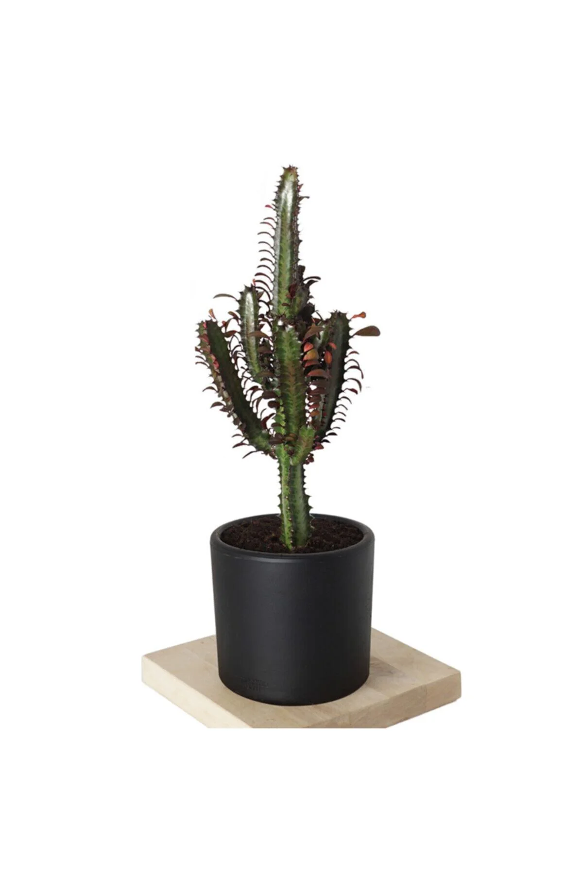 Kaktüs Euphorbia Red (afrika Süt Ağacı) Siyah Saksılı