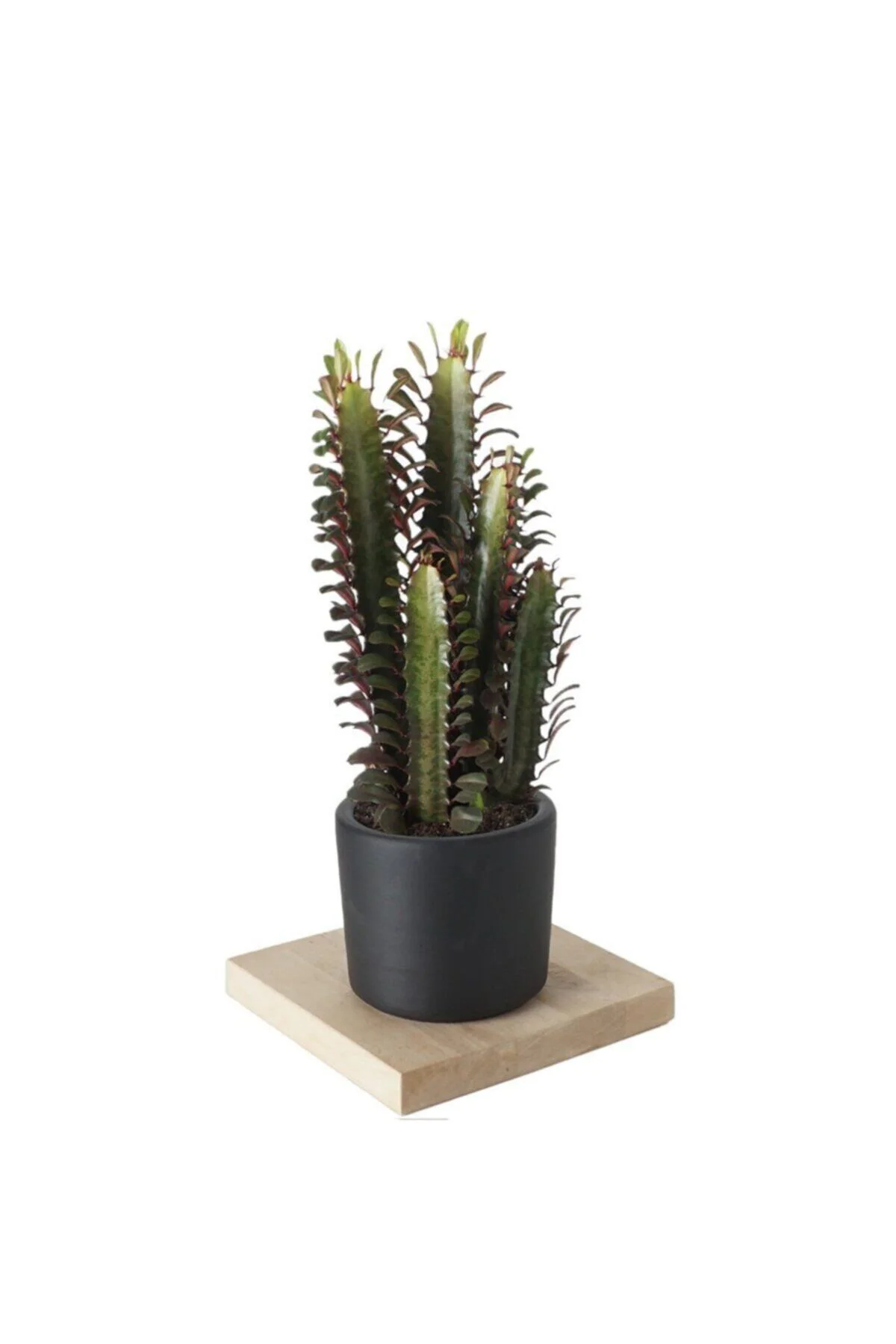 Kaktüs Euphorbia Rubra Afrika Süt Ağacı Siyah Saksılı Kaktüs Euphorbia Rubra Afrika Süt Ağacı Siyah Saksılı