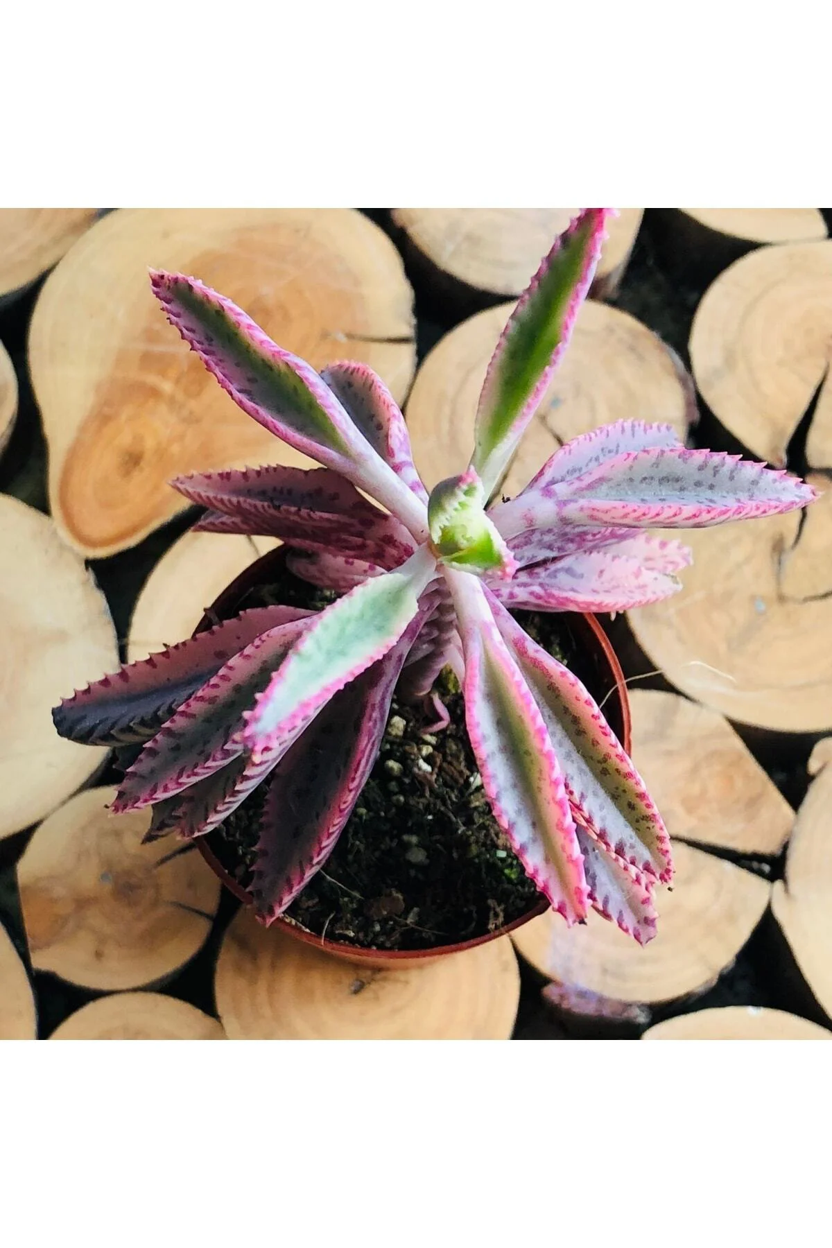Kalanchoe Pink Butterflies Succulent Pembe Aşkın Gözyaşı Sukulent