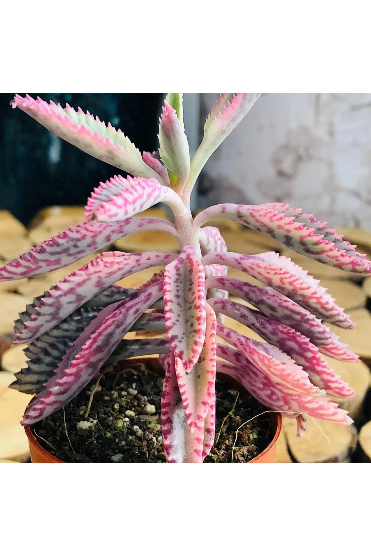 Kalanchoe Pink Butterflies Succulent Pembe Aşkın Gözyaşı Sukulent - Görsel 2