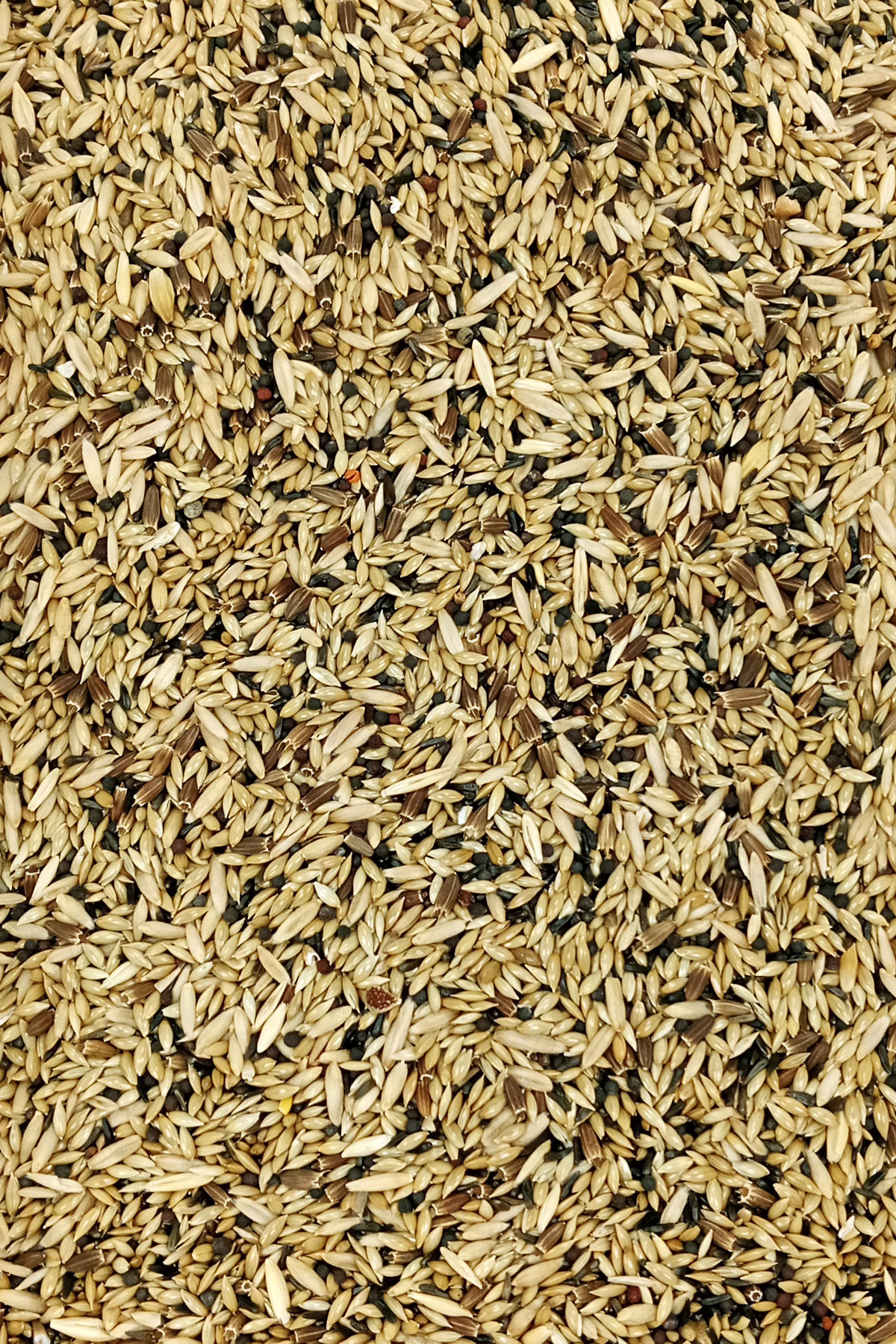 Kanarya Karışık Kuş Yemi Doğal Taze - 500 gr