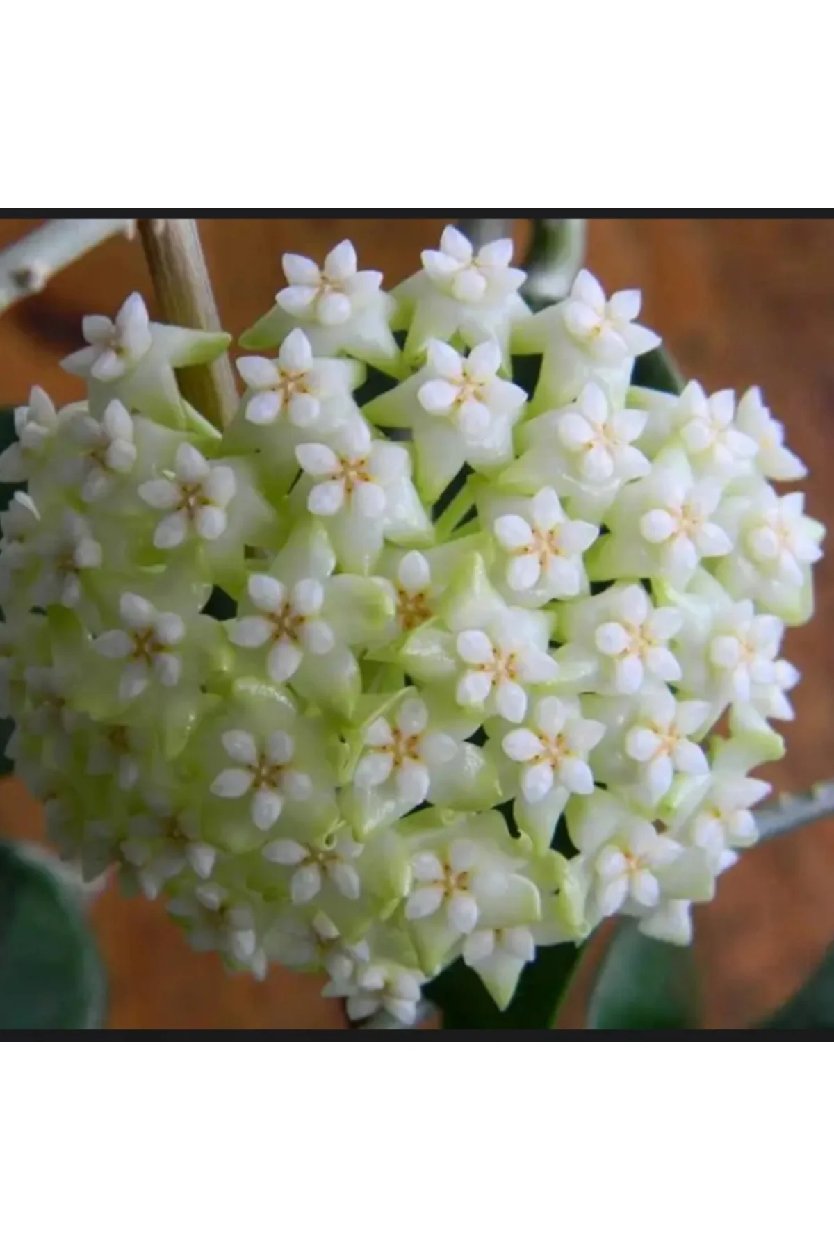 Kar Beyazı Yıldız Mum Çiçeği (Hoya carnosa 'Alba') 01 Kar Beyazı Yıldız Mum Çiçeği (Hoya carnosa 'Alba') 01