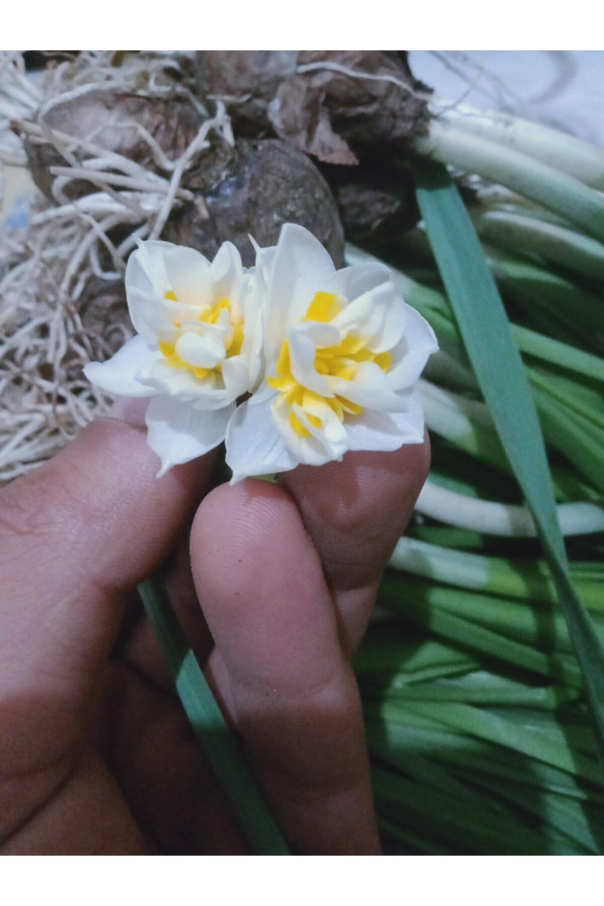 Garden Botanik Karaburun Nergis Soğanı Yogun Kokulu 5 Adet