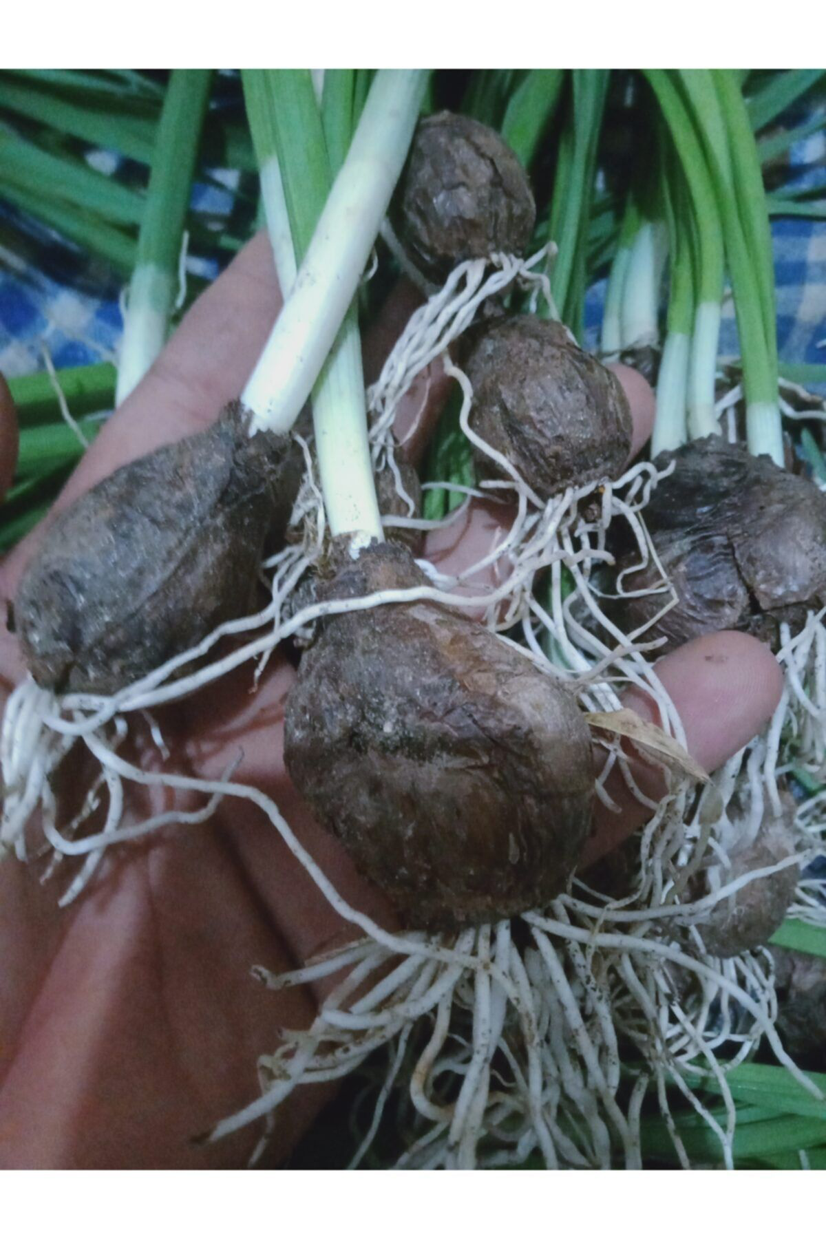 Garden Botanik Karaburun Nergis Soğanı Yogun Kokulu 5 Adet