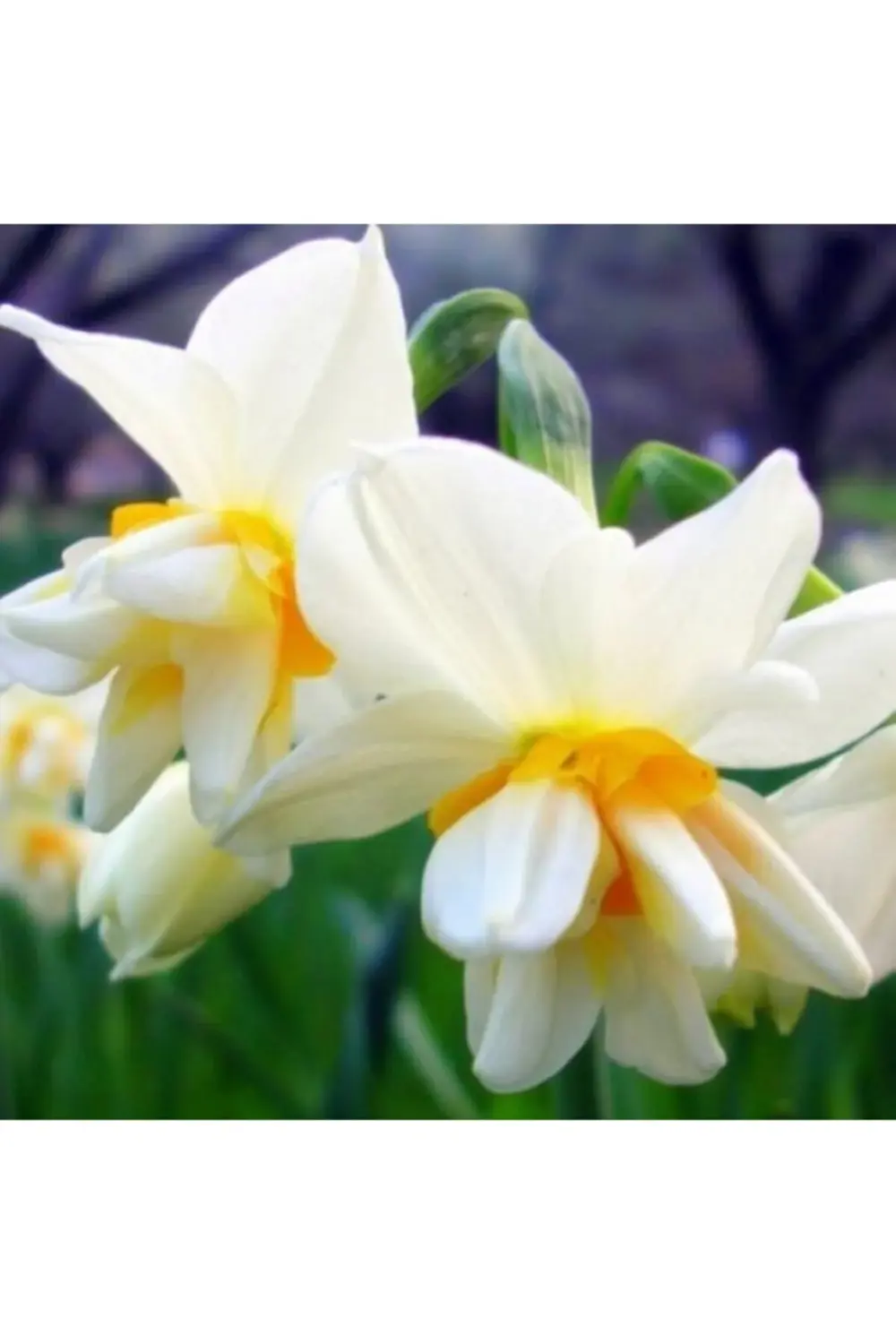 Karaburun Nergis Soğanı Yogun Kokulu 5 Adet