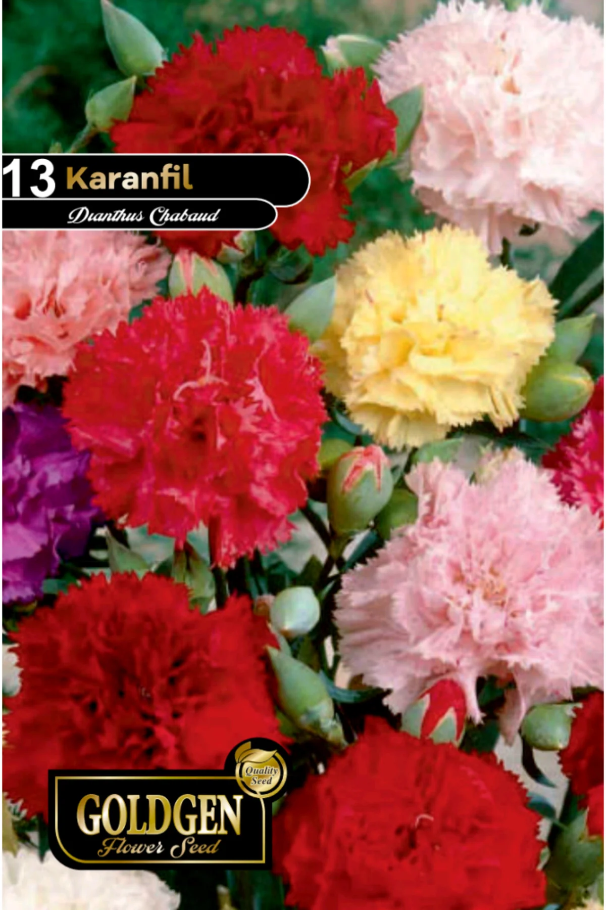 Karanfil Tohumu Karanfil Tohumu