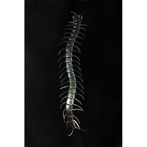 Woody Sofia Karanlıkta Parlayan Fosforlu Kırkayak