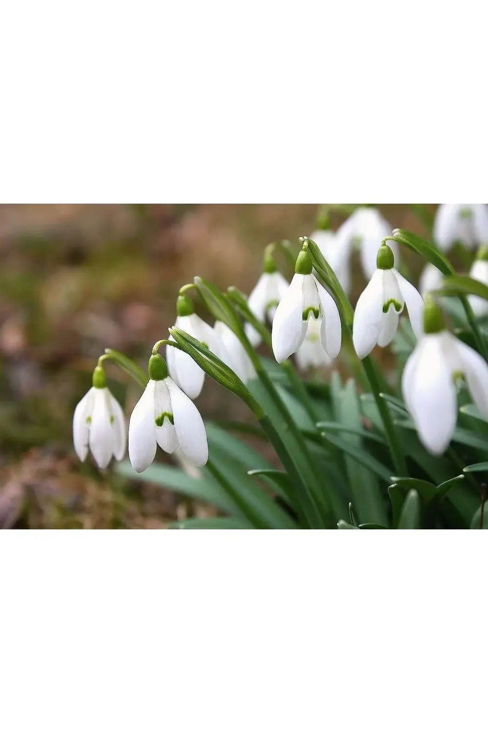 Kardelen Çiçeği Soğanı 10 adet Kardelen Soğanı