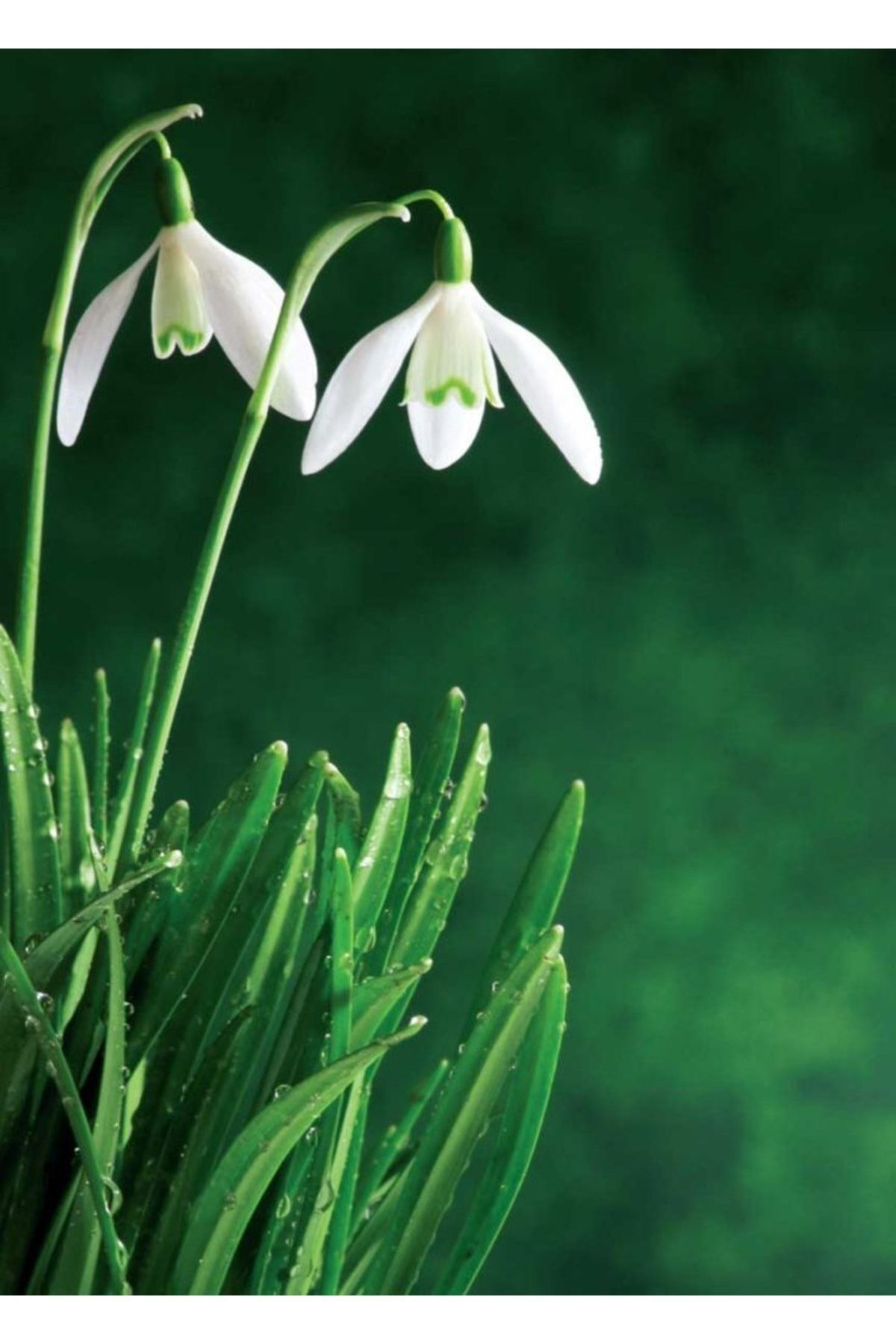 Şifagida Kardelen Çiçeği Soğanı 25Adet (Kardelen Soğanı)