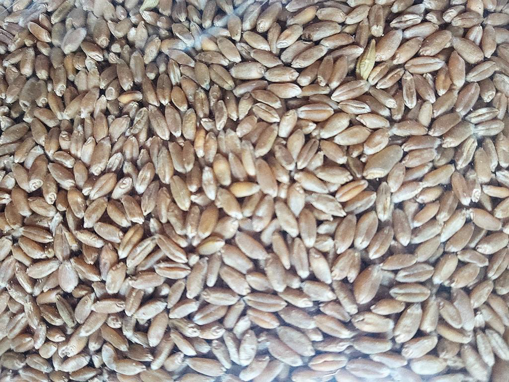 Karışık Buğday Yemi 25 Kg