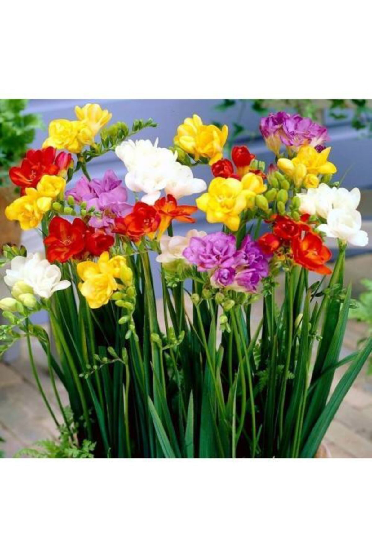 Karışık Frezya Soğanı 5'li