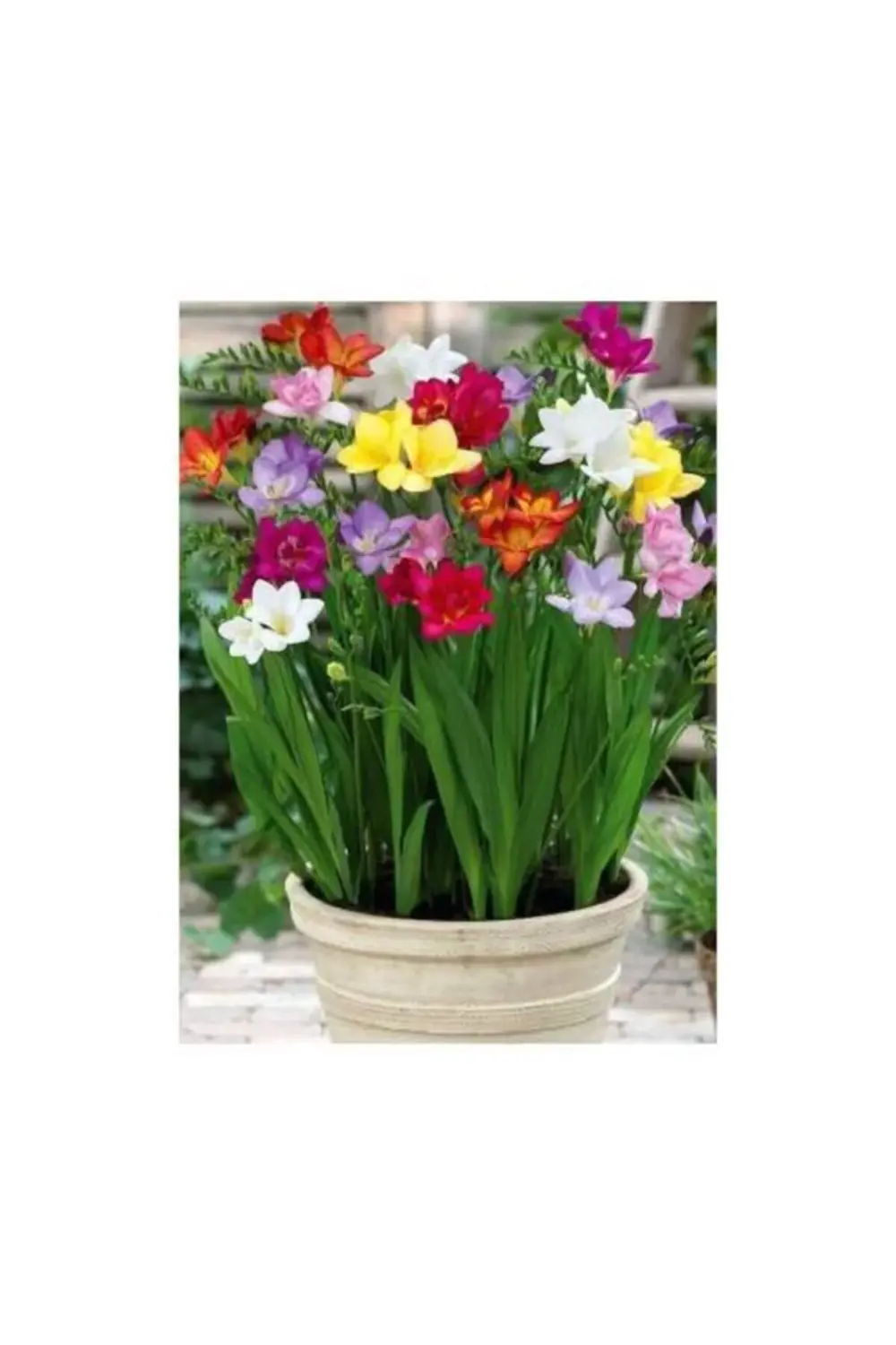 Karışık Frezya Soğanı 5'li