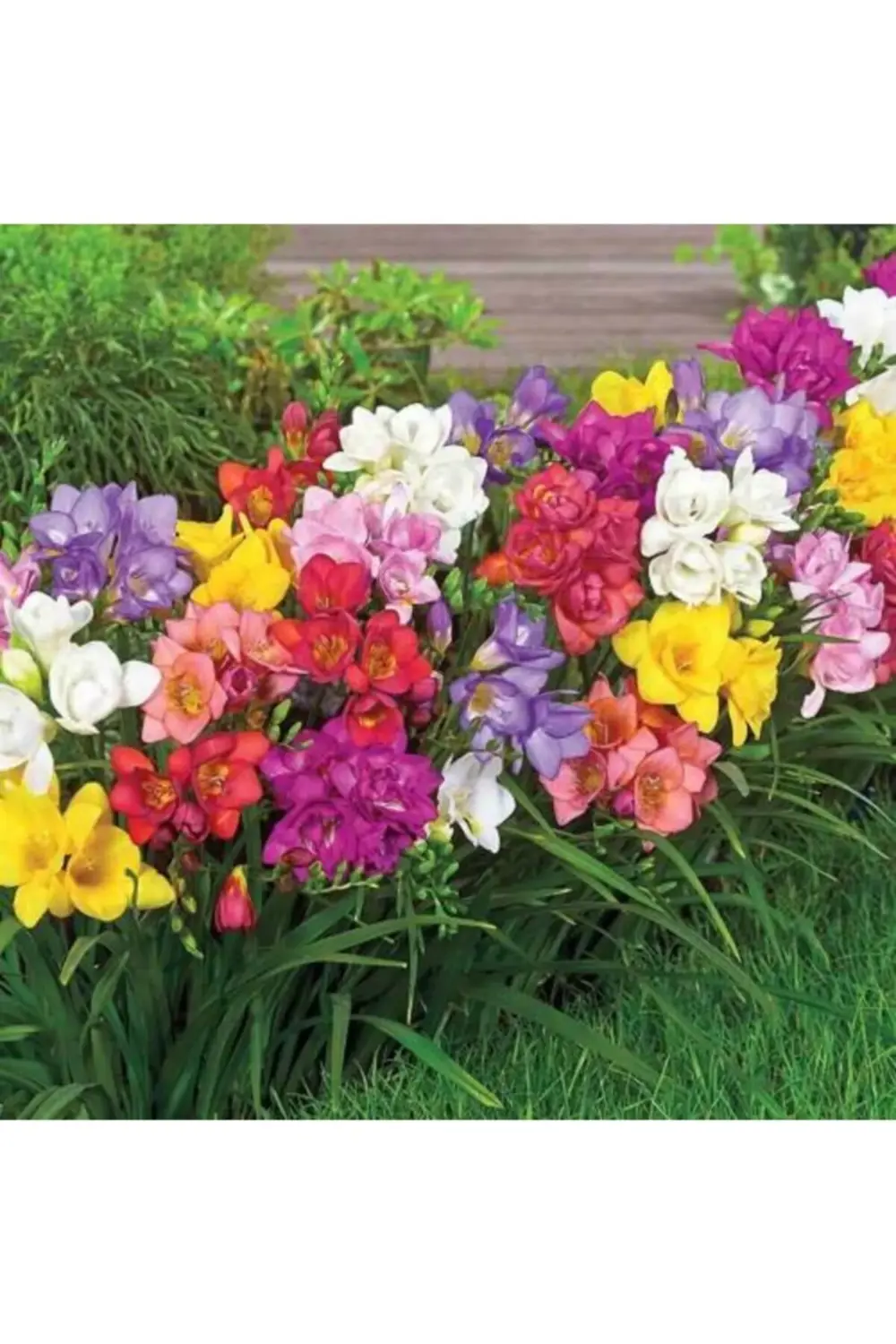 Karışık Frezya Soğanı 5'li