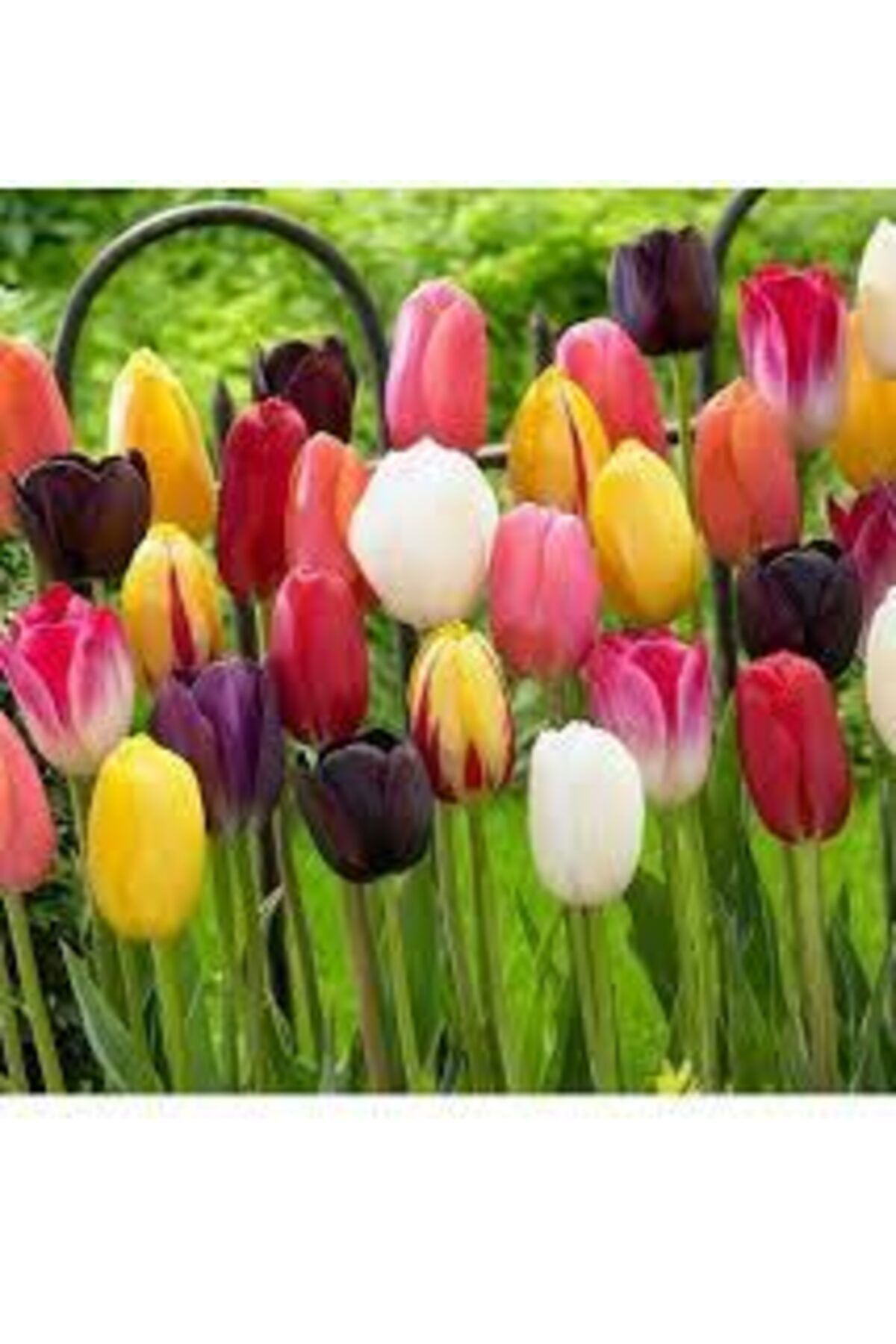 Safir Karışık Lale 10 Adet