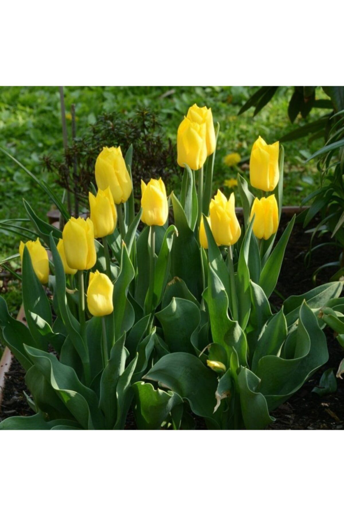 Meryem Tohumculuk Karışık Lale Soğanı 4 Adet