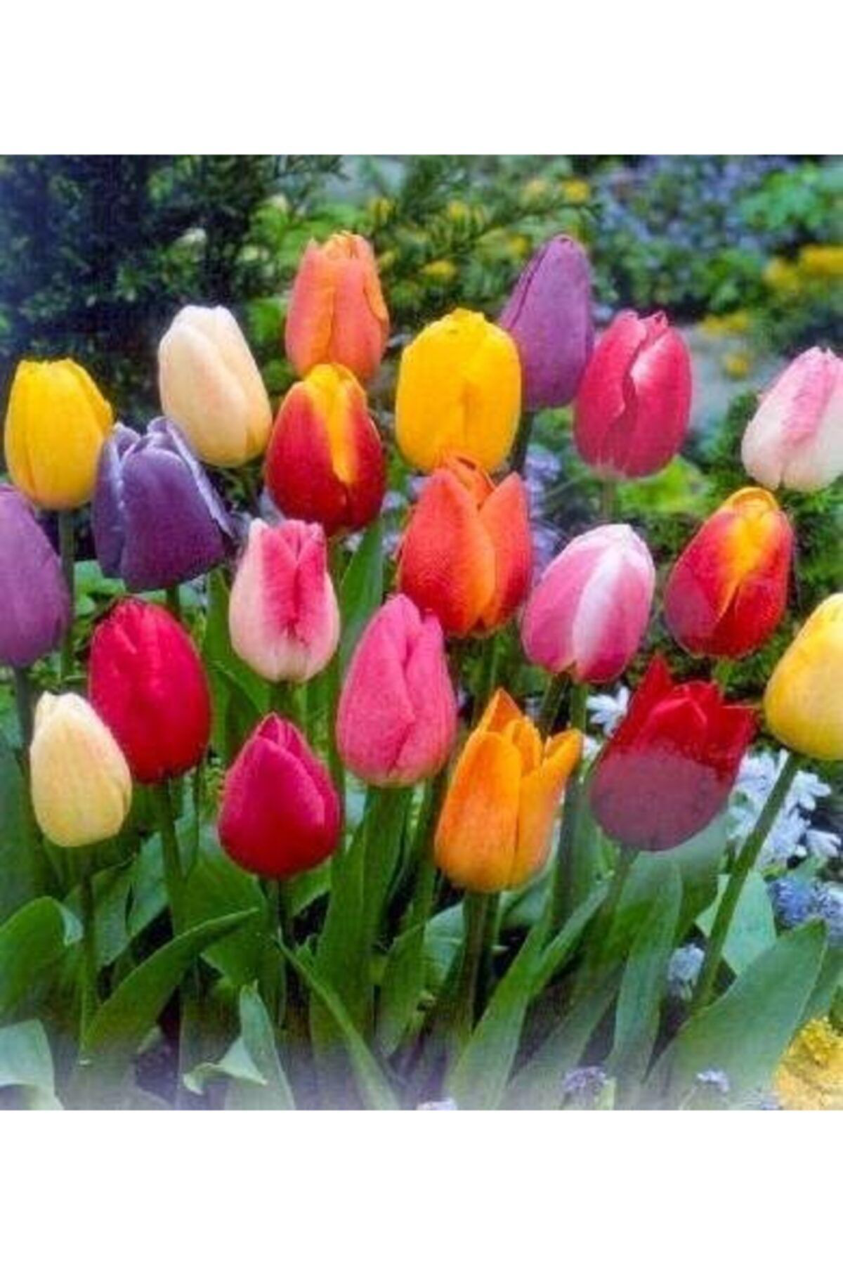 Meryem Tohumculuk Karışık Lale Soğanı 4 Adet