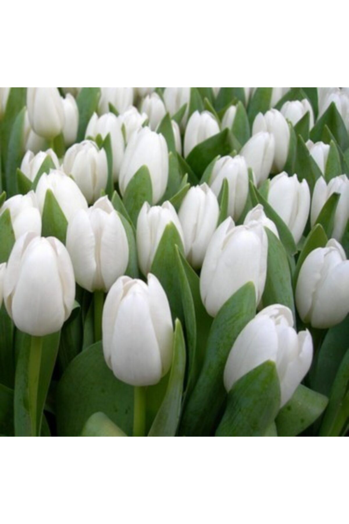 Meryem Tohumculuk Karışık Lale Soğanı 4 Adet