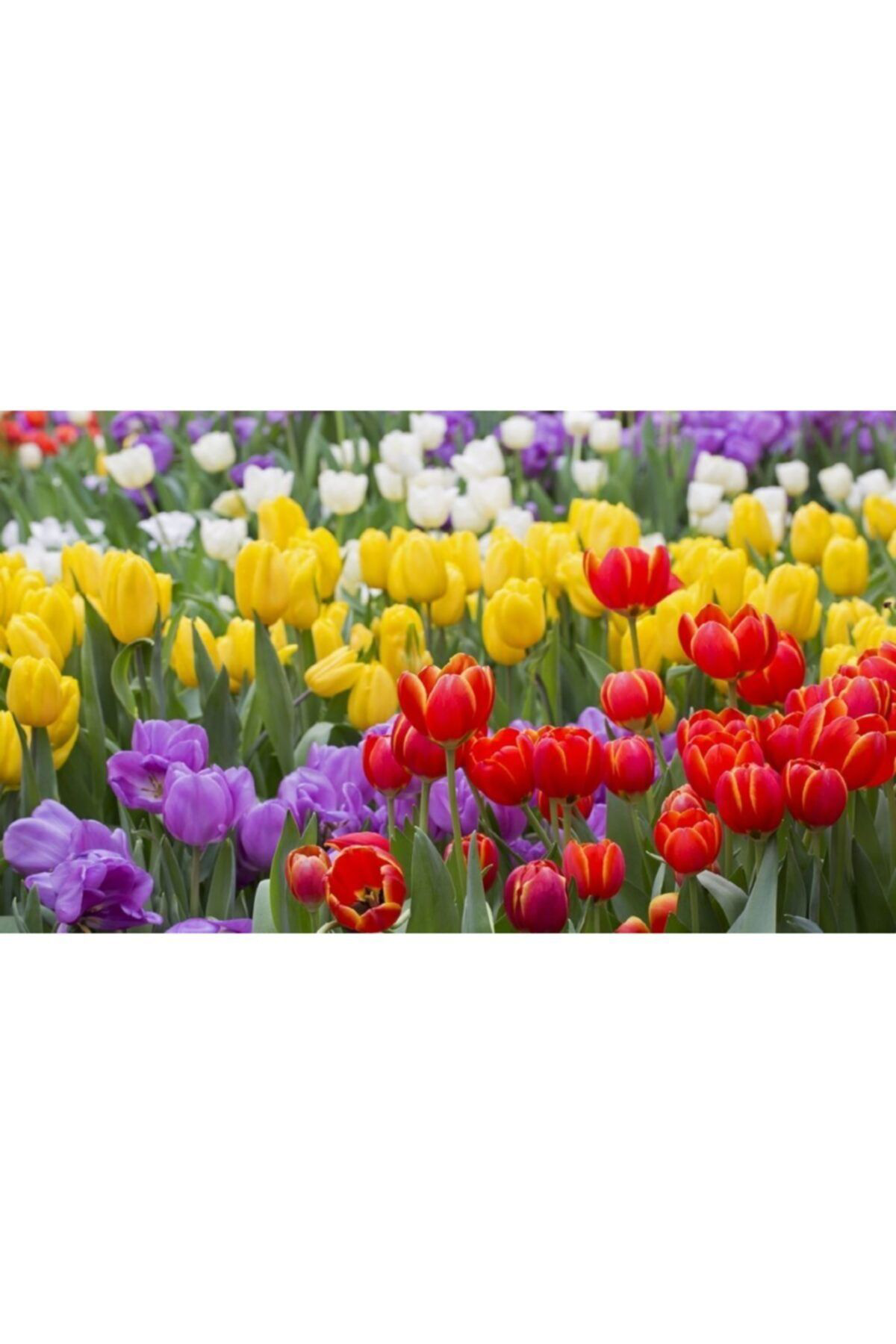 Meryem Tohumculuk Karışık Lale Soğanı 4 Adet