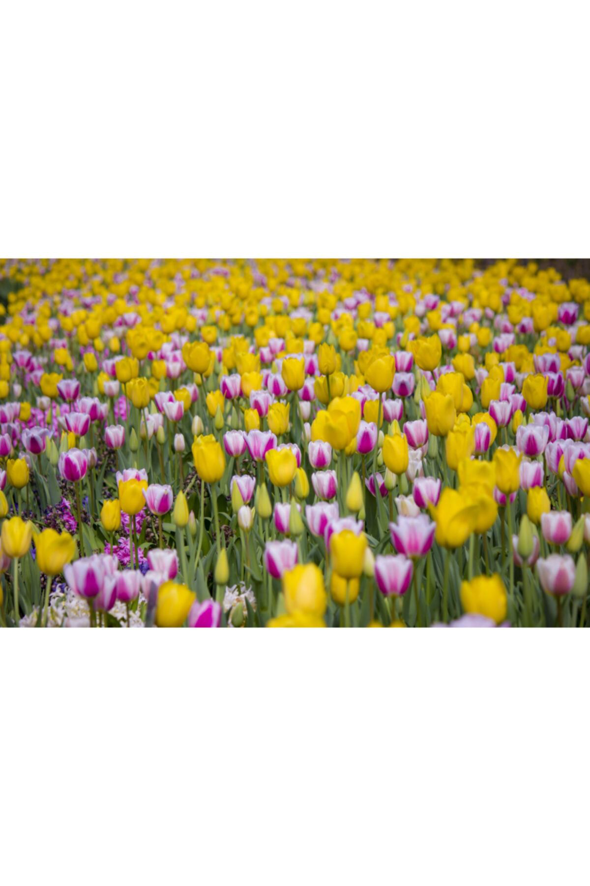 Meryem Tohumculuk Karışık Lale Soğanı 4 Adet