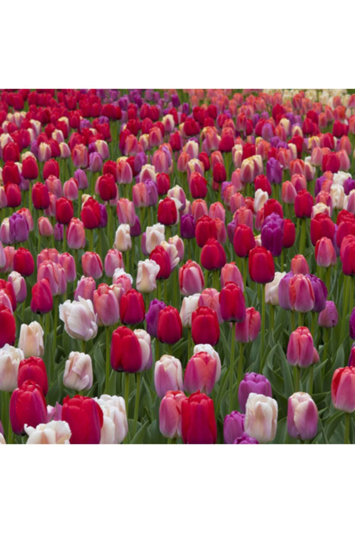 Meryem Tohumculuk Karışık Lale Soğanı 4 Adet