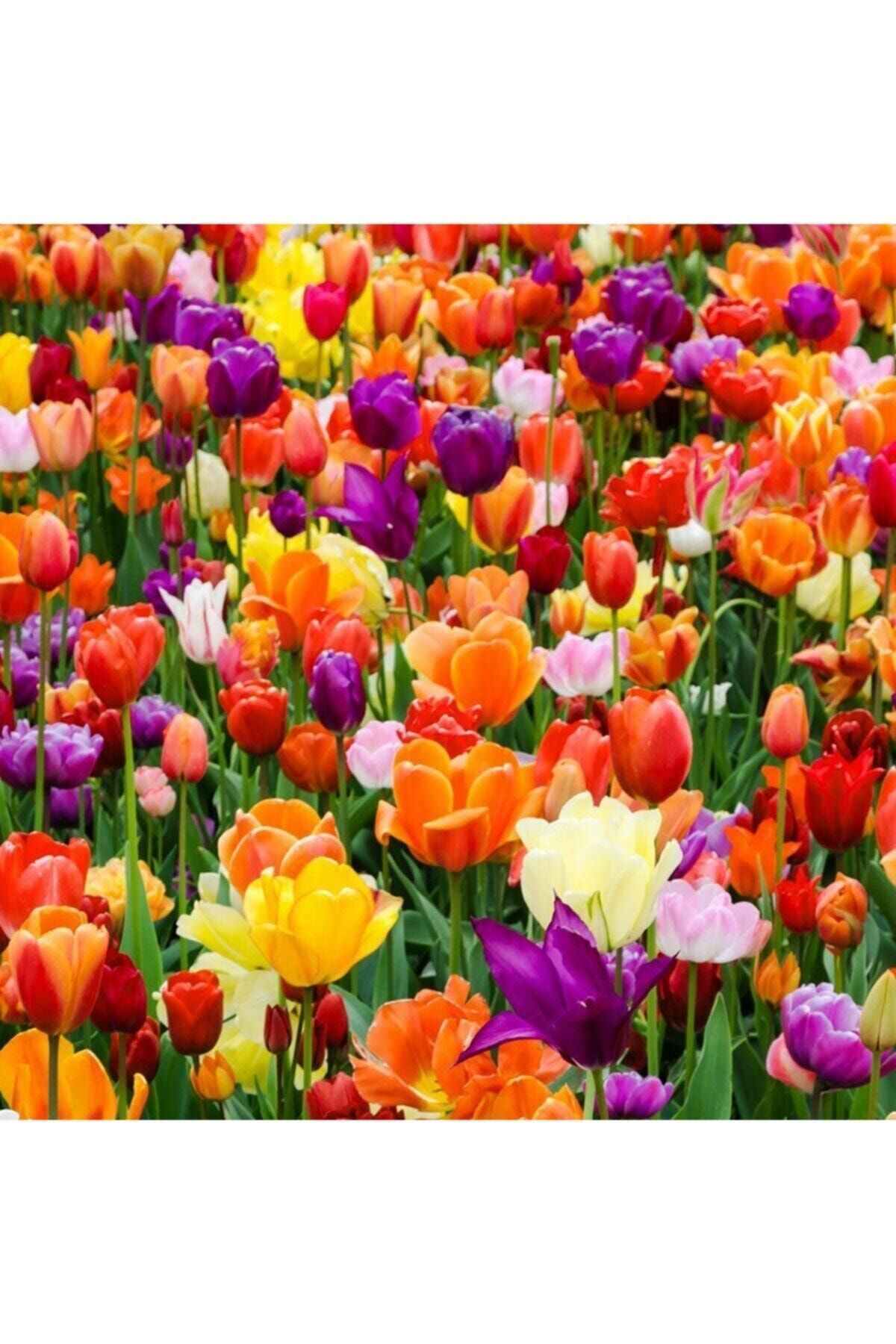 Mutlu Fidancim Karışık Lale Soğanı Paketi 20 Adet