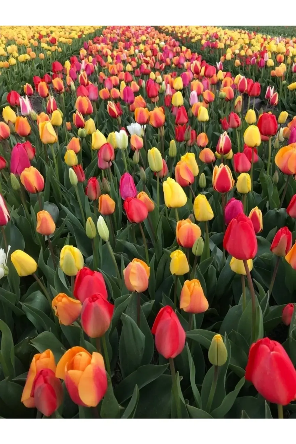 Karışık Lale Soğanı 5ad