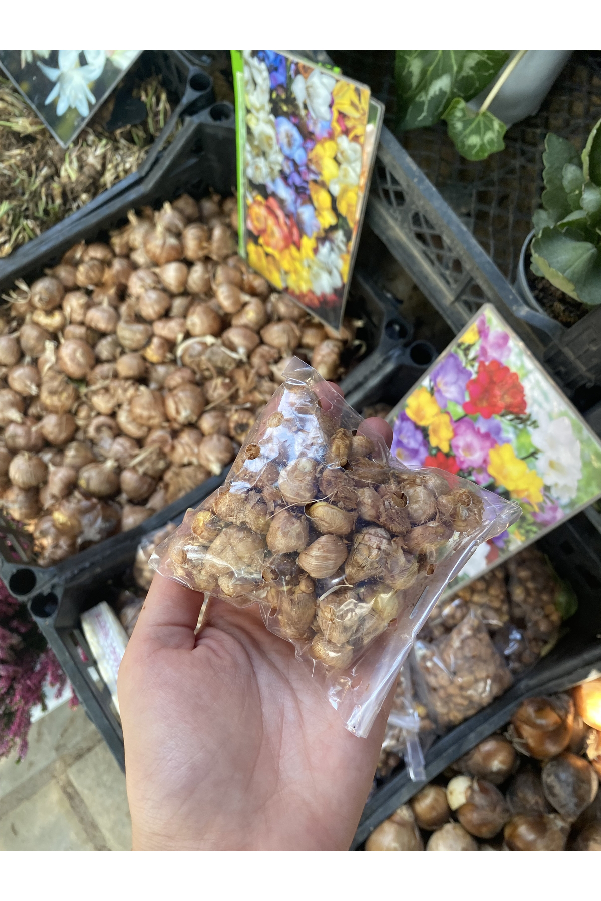 Aytun Çiçekçilik Karışık Renk Frezya Soğanı 30-35 Adet