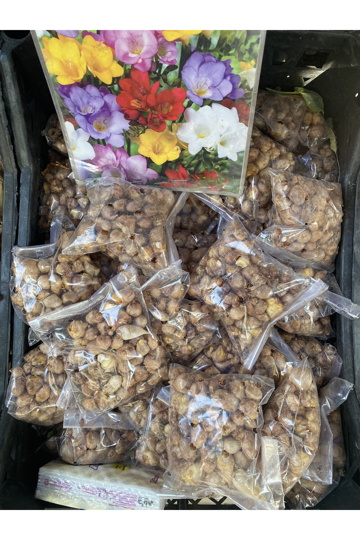 Aytun Çiçekçilik Karışık Renk Frezya Soğanı 30-35 Adet