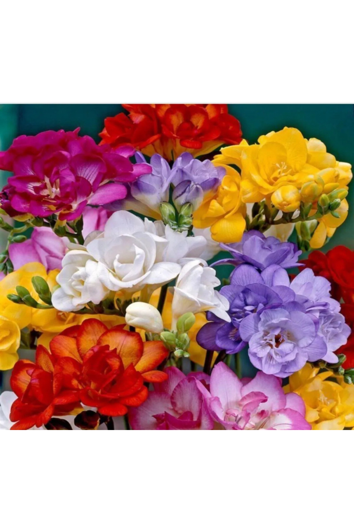 Aytun Çiçekçilik Karışık Renk Frezya Soğanı 30-35 Adet