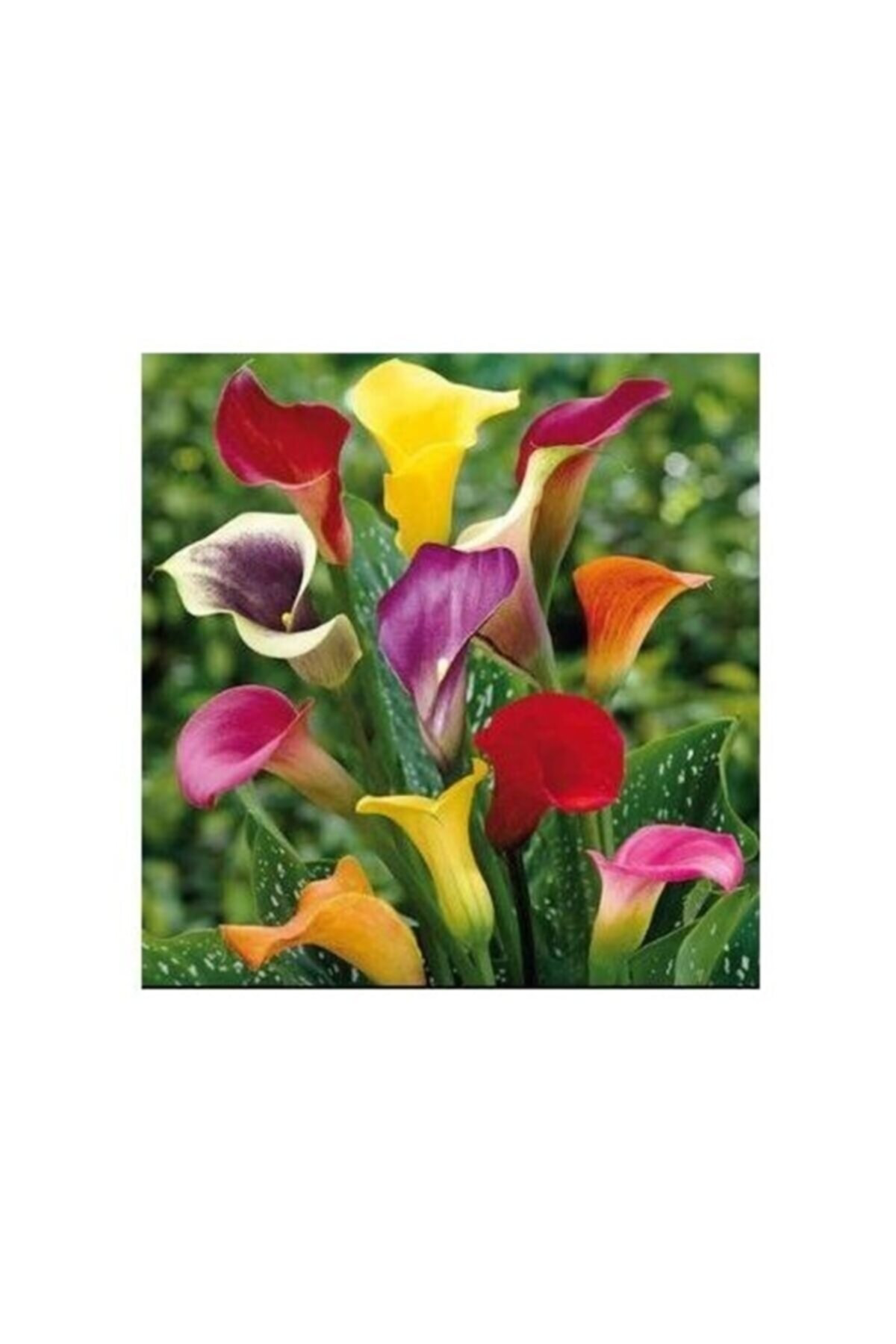 Karışık Renk Gala Çiçeği Soğanı 2 Adet