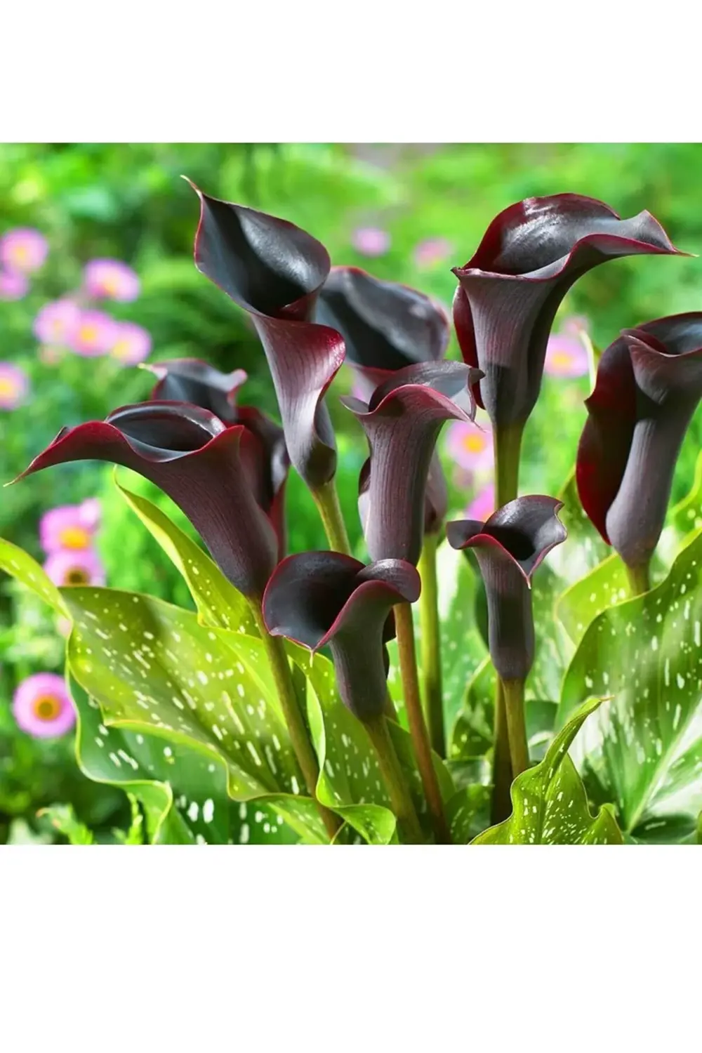 Karışık Renk Gala Çiçeği Soğanı 5 Adet