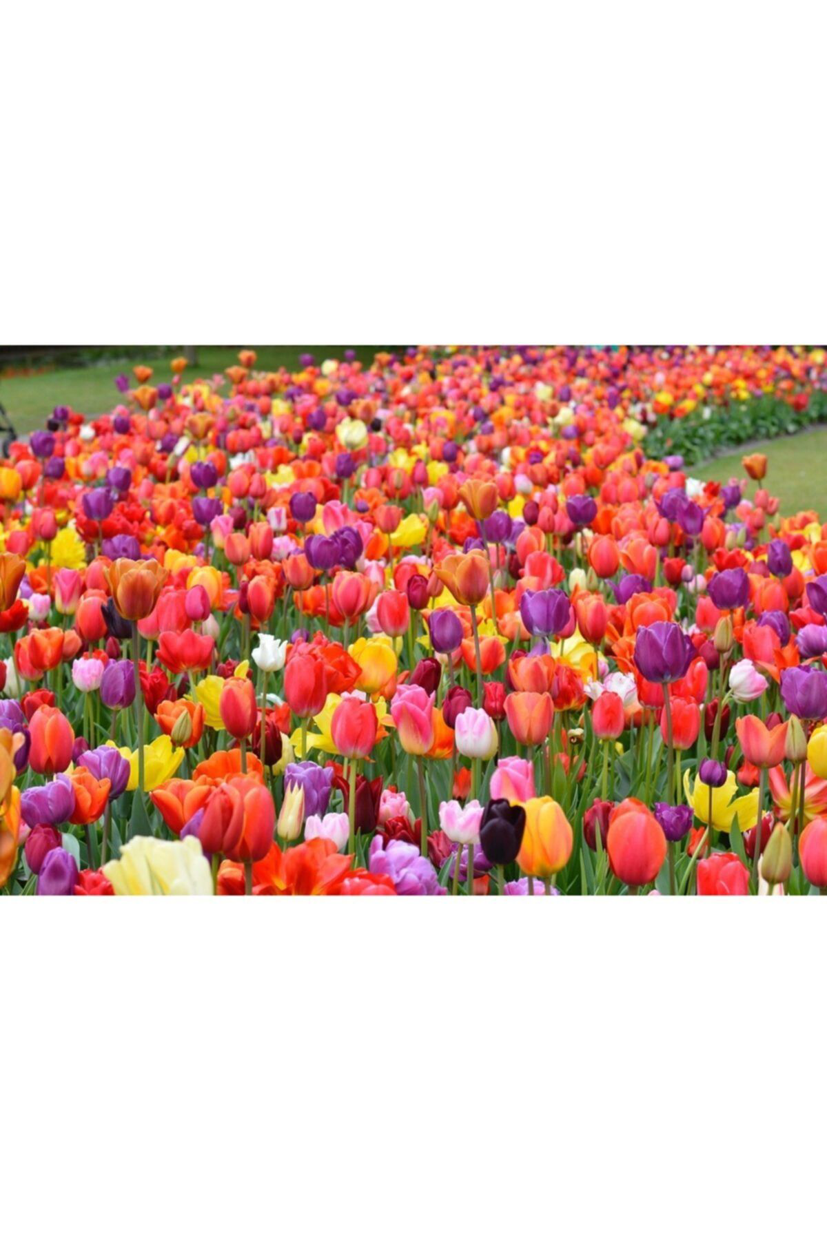 The Best Online Karışık Renk Lale Soğanı 5 Adet