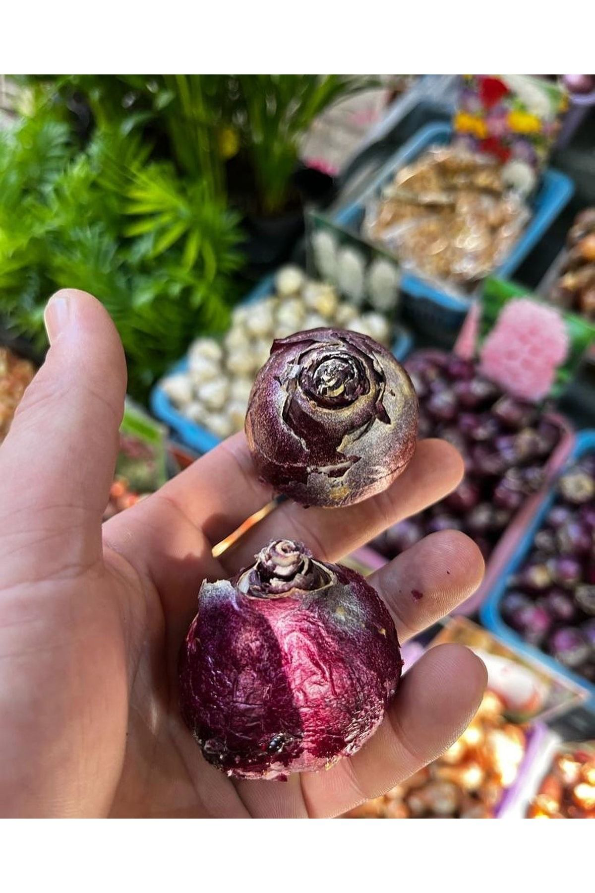 Aytun Çiçekçilik Karışık Renk Lale Ve Sümbül Soğanı-6 Adet