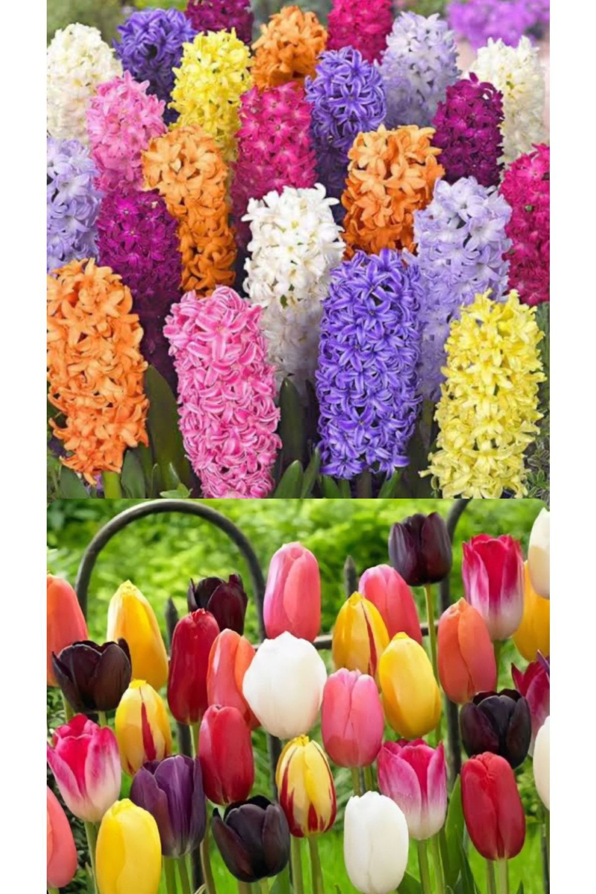 Aytun Çiçekçilik Karışık Renk Lale Ve Sümbül Soğanı-6 Adet