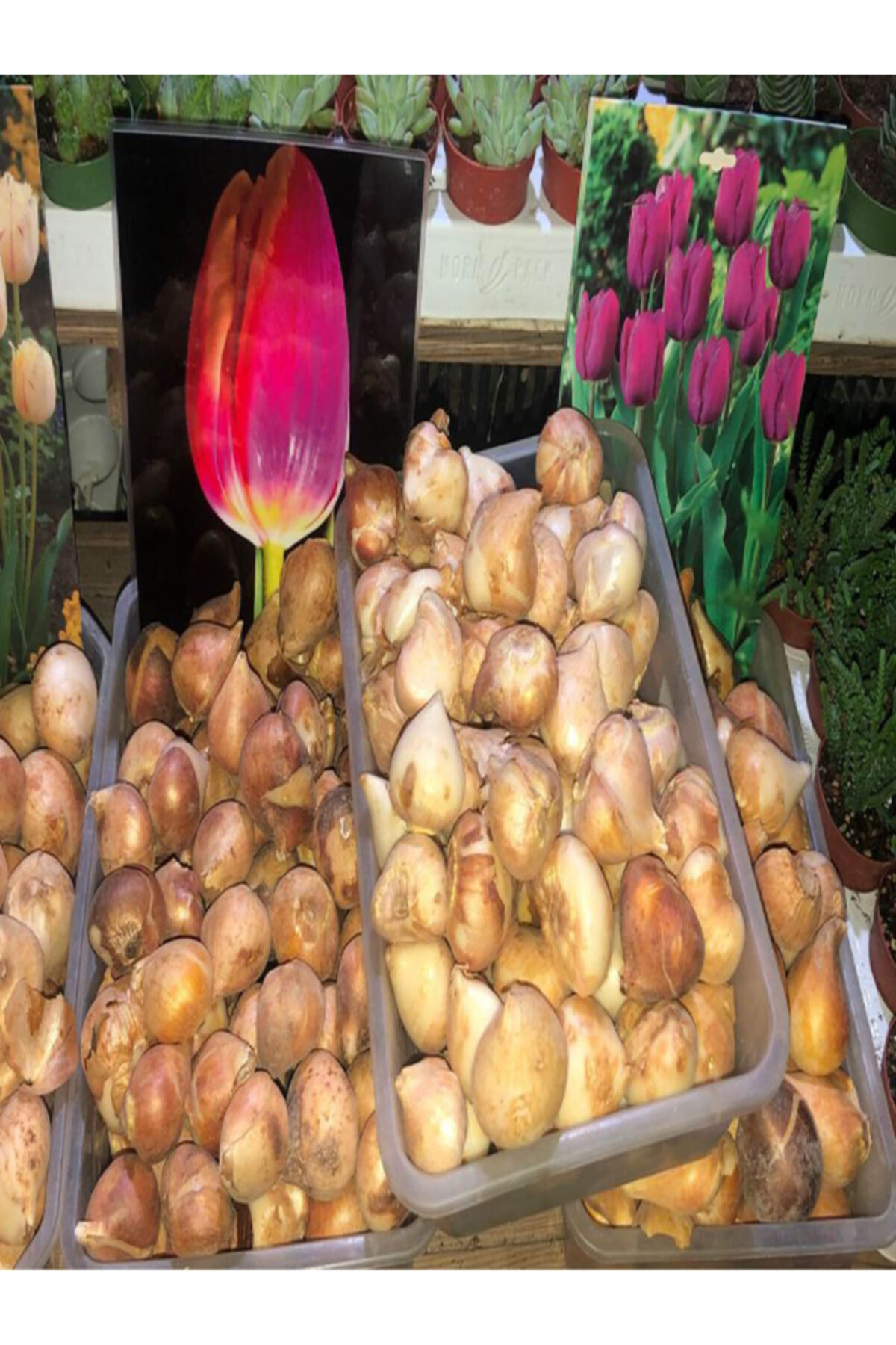 Karışık Renk Lale Soğanı 50 Adet