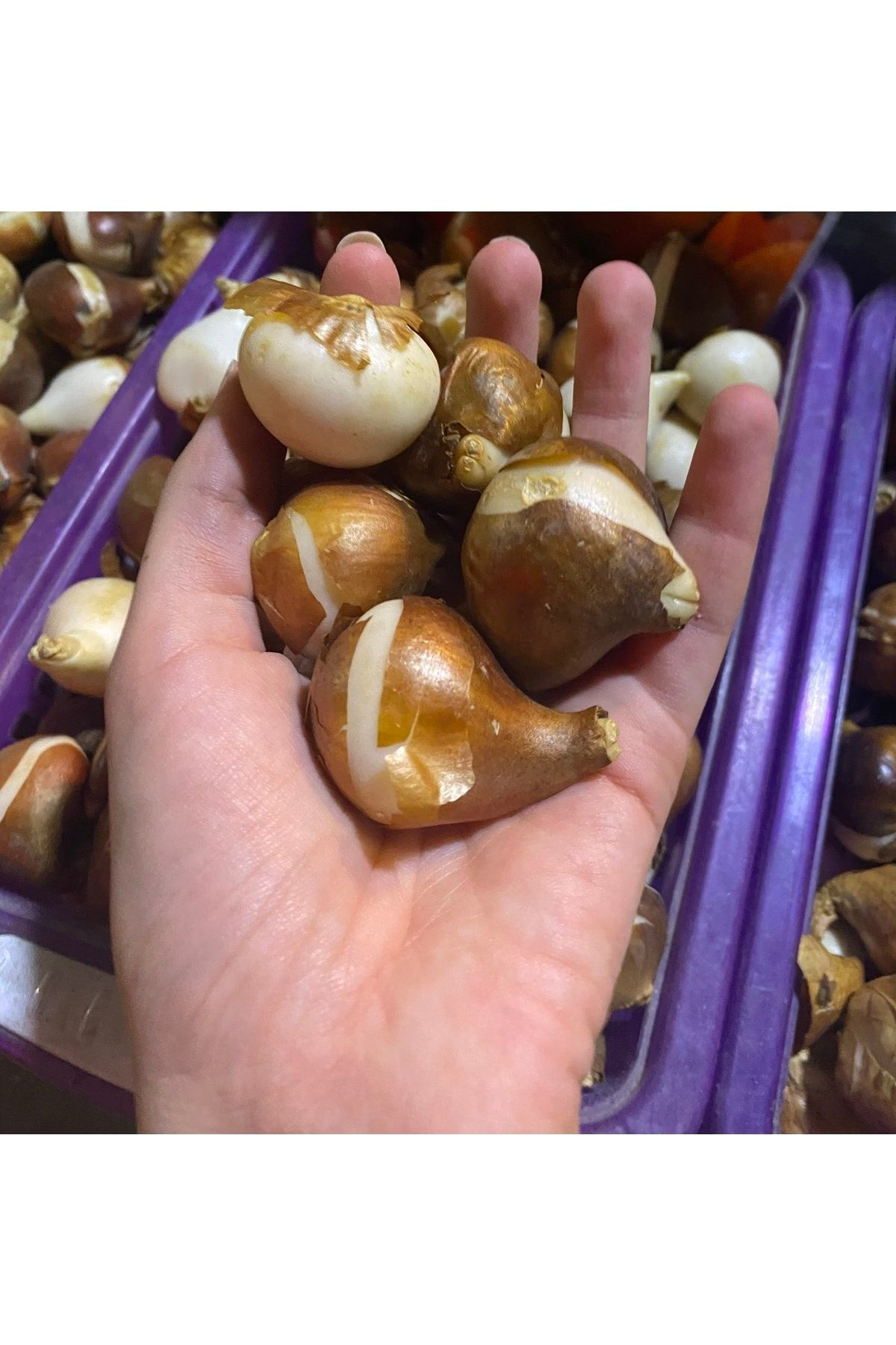 Aytun Çiçekçilik Karışık Renk Lale Ve Sümbül Soğanı-6 Adet