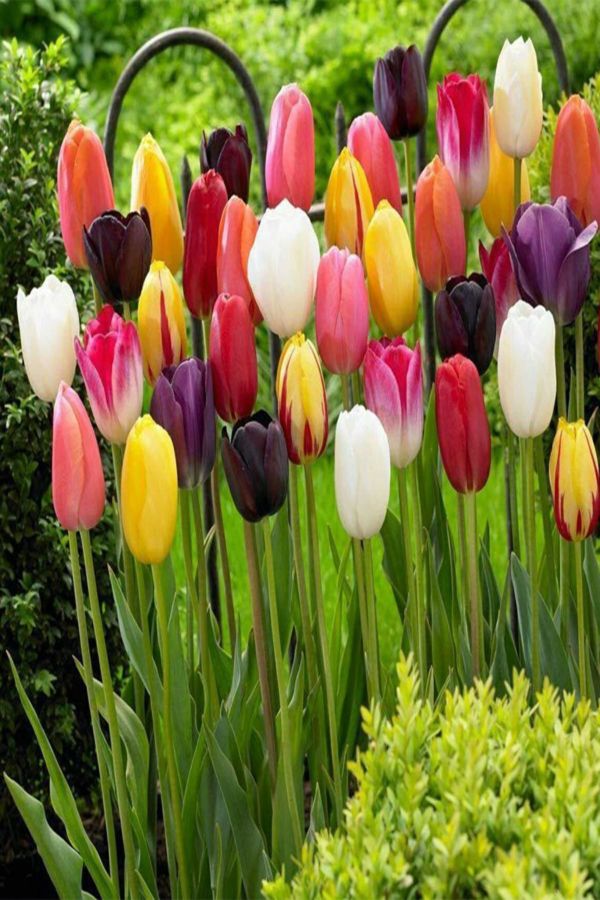 Karışık Renk Lale Soğanı 50 Adet