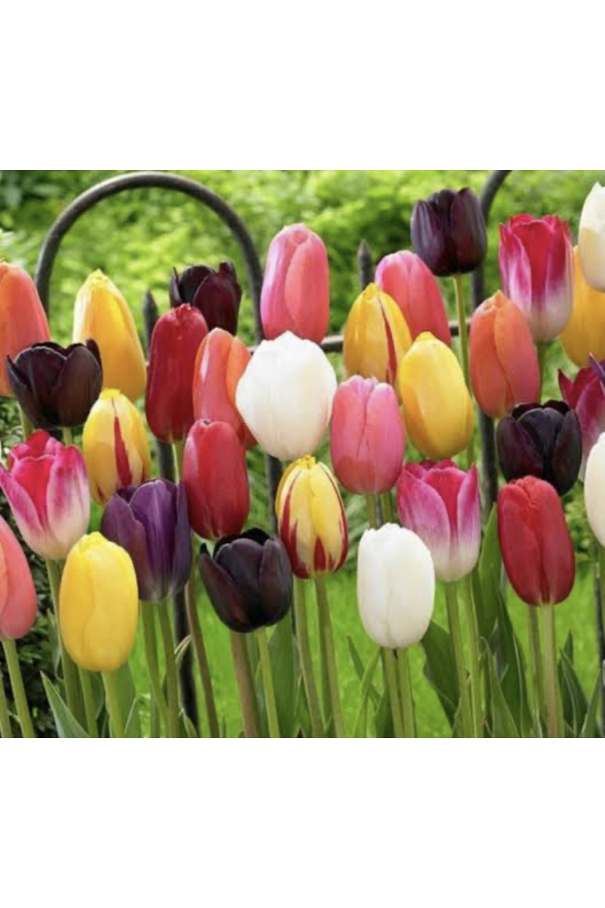 Aytun Çiçekçilik Karışık Renk Lale Soğanı 50 Adet
