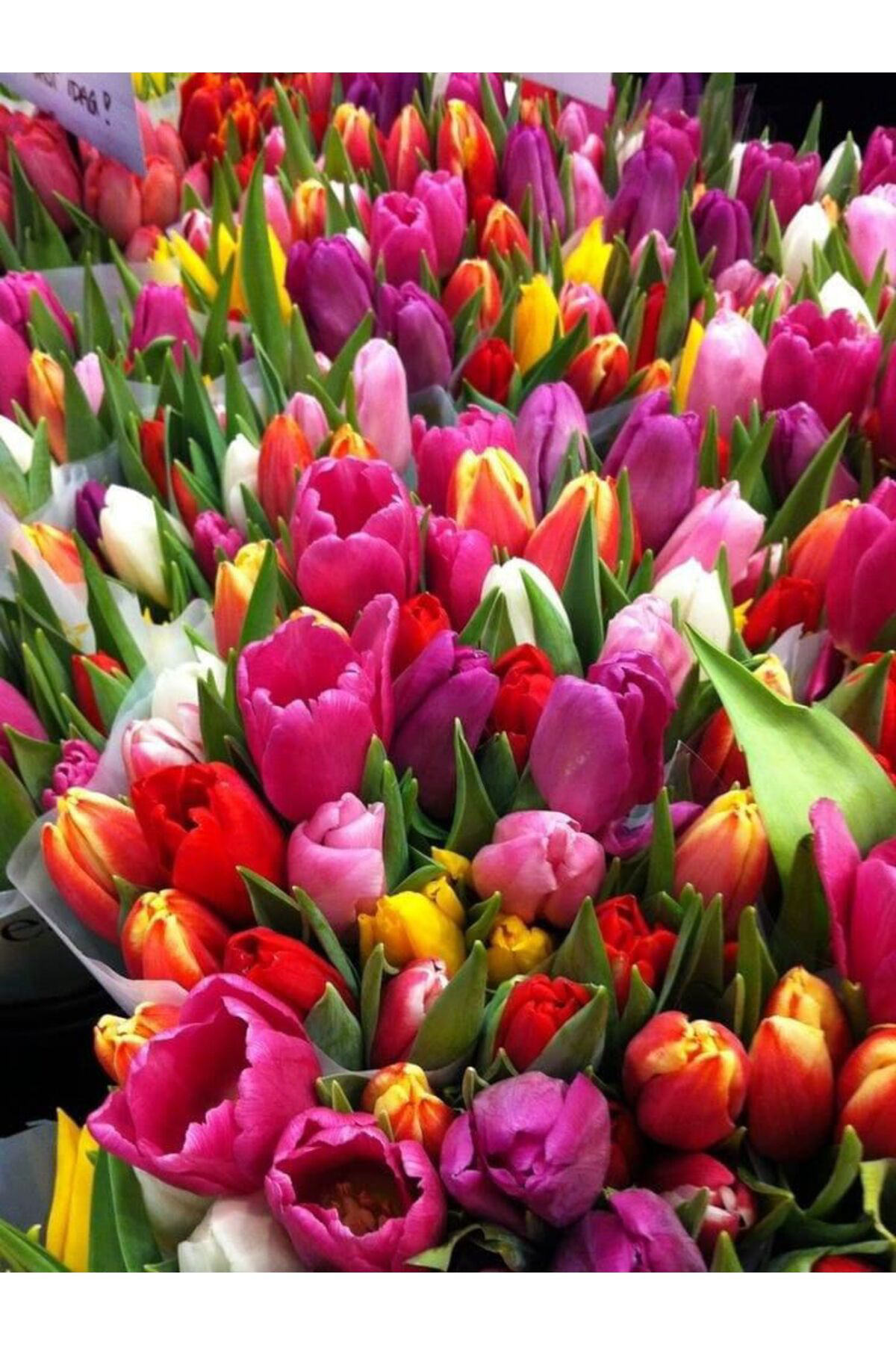 Zeysen Tropikal Karışık Renk Lale Soğanı 10 'Lu