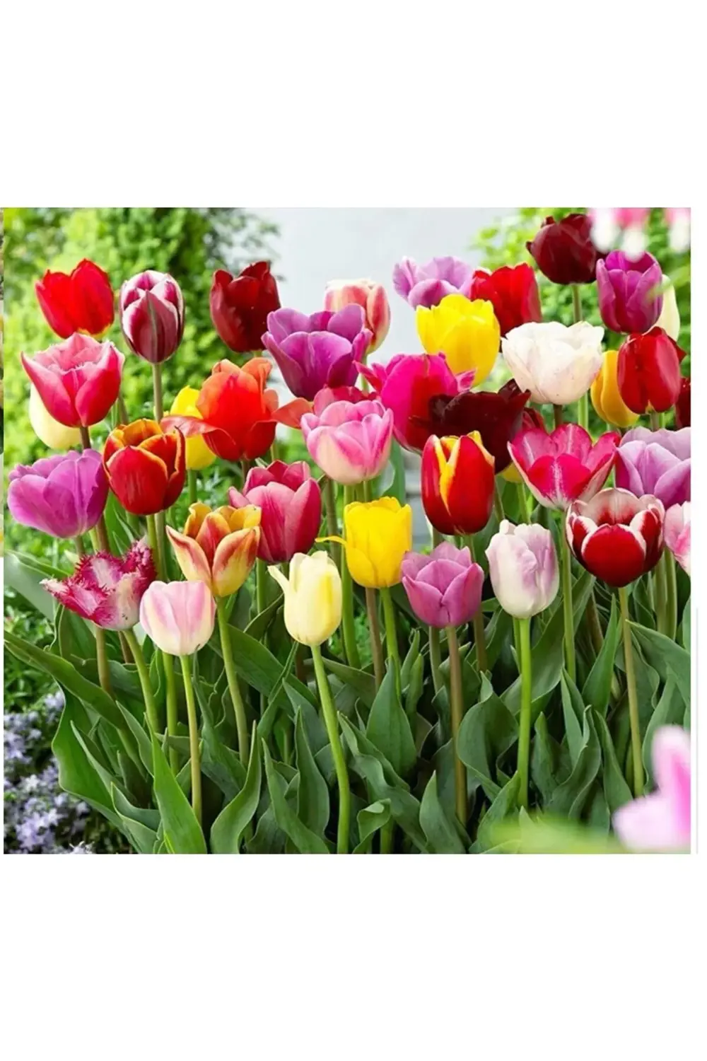 Karışık Renk Lale Soğanı-10 Adet