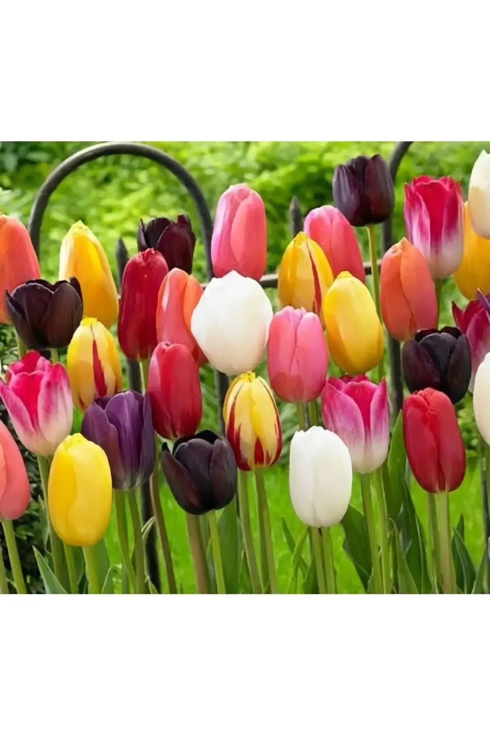 Karışık Renk Lale Soğanı 10 Adet