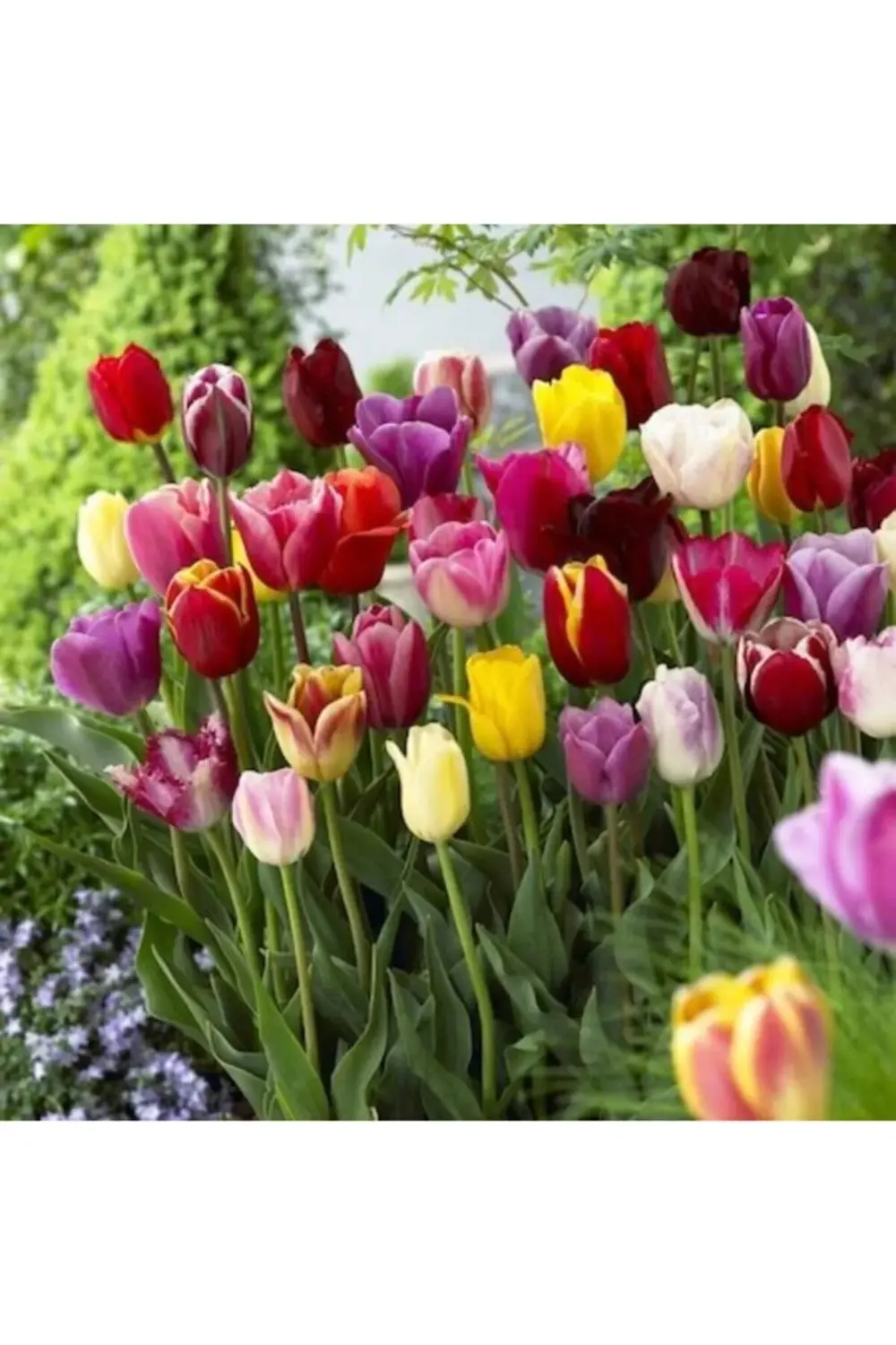 Karışık Renk Lale Soğanı 5 Adet