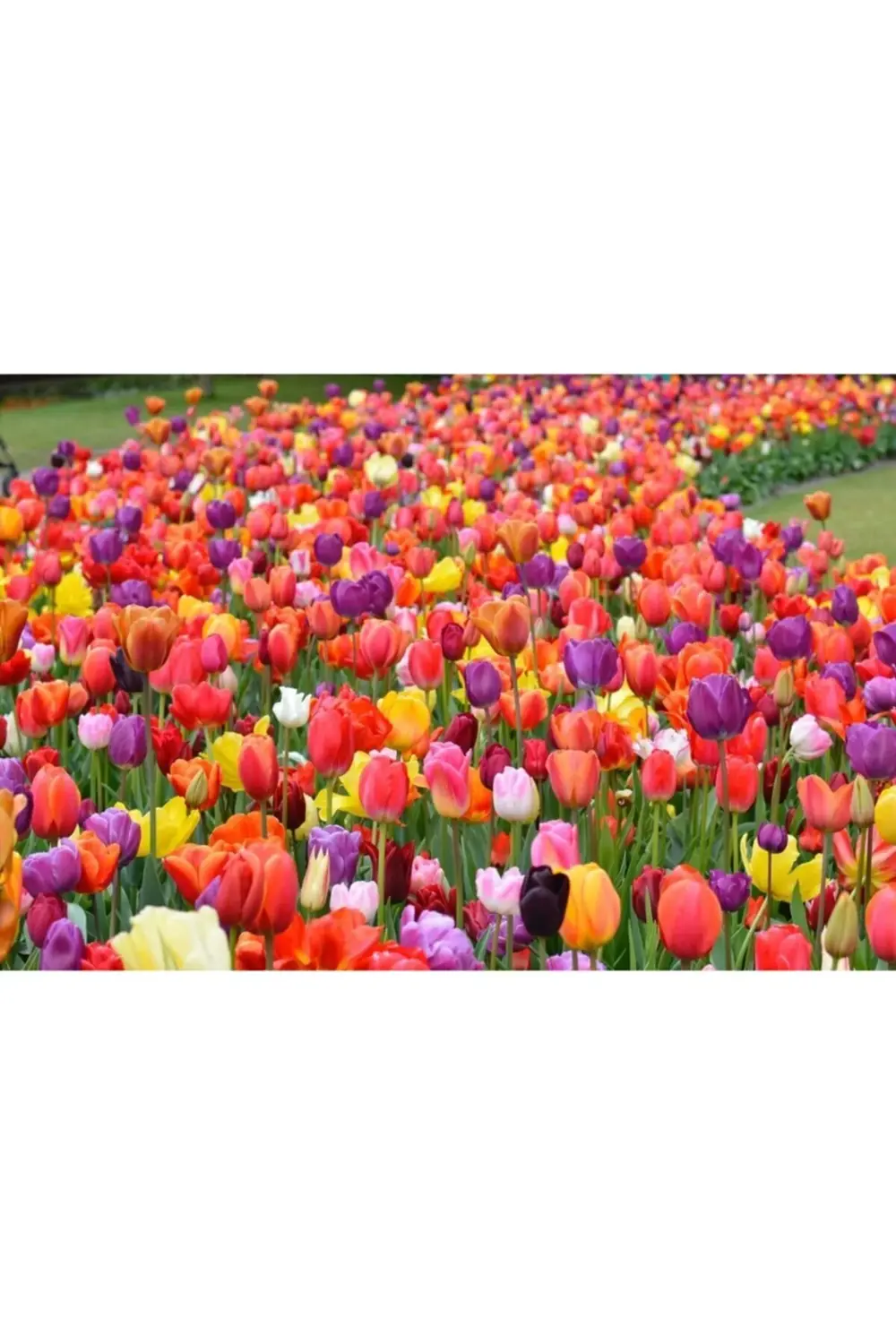 Karışık Renk Lale Soğanı 5 Adet