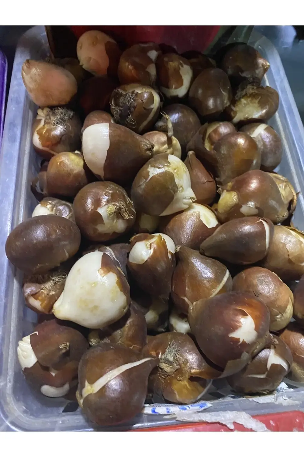 Karışık Renk Lale Soğanı 50 Adet