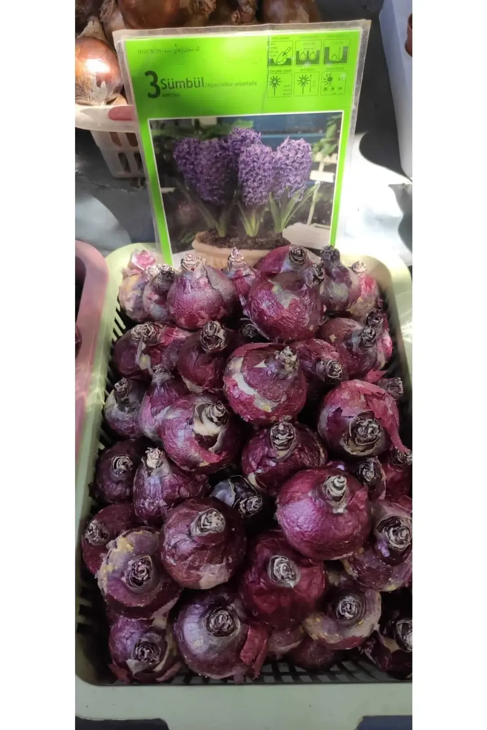 Karışık Renk Lale Ve Sümbül Soğanı-6 Adet